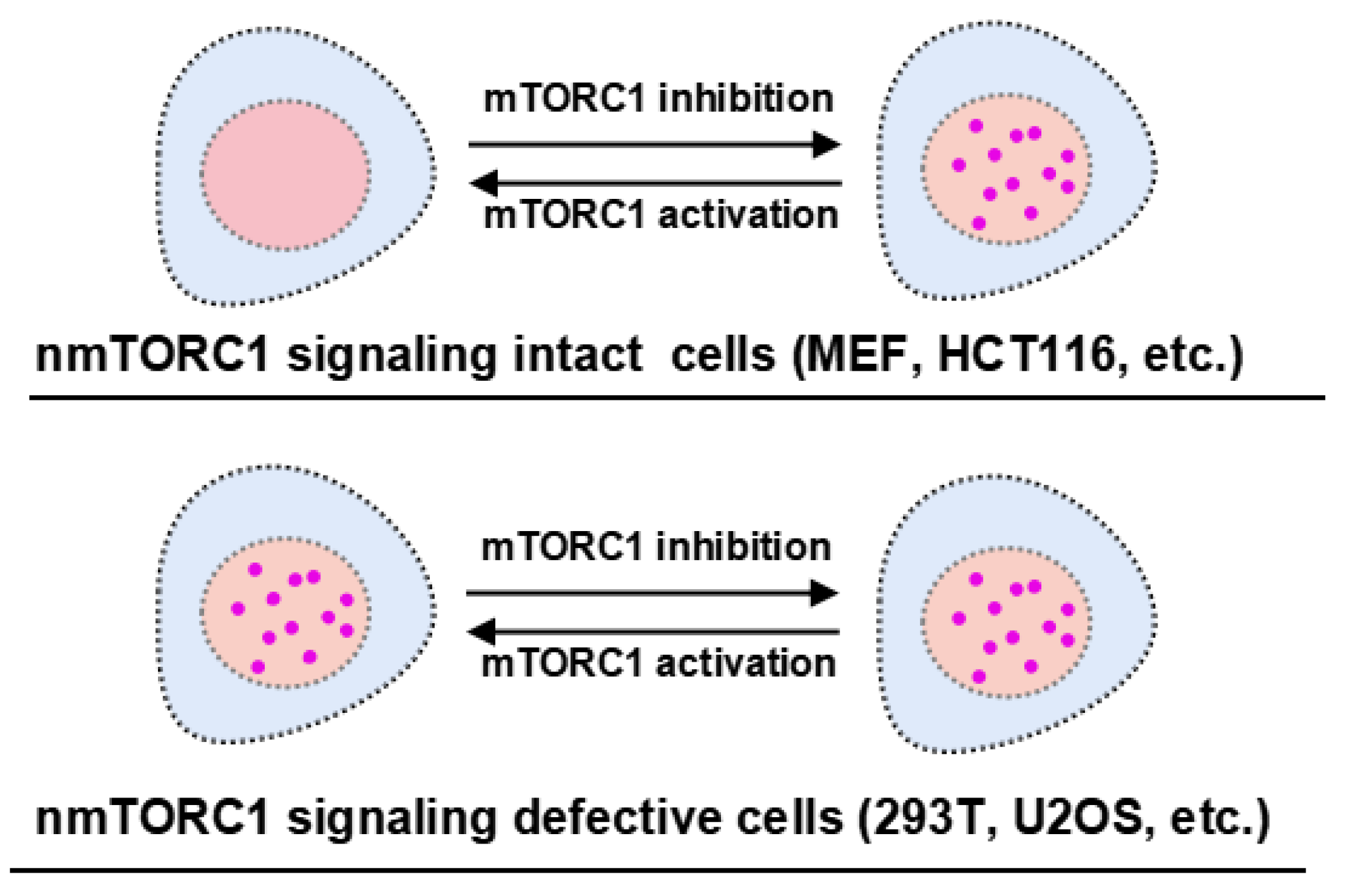 Preprints 121874 g005