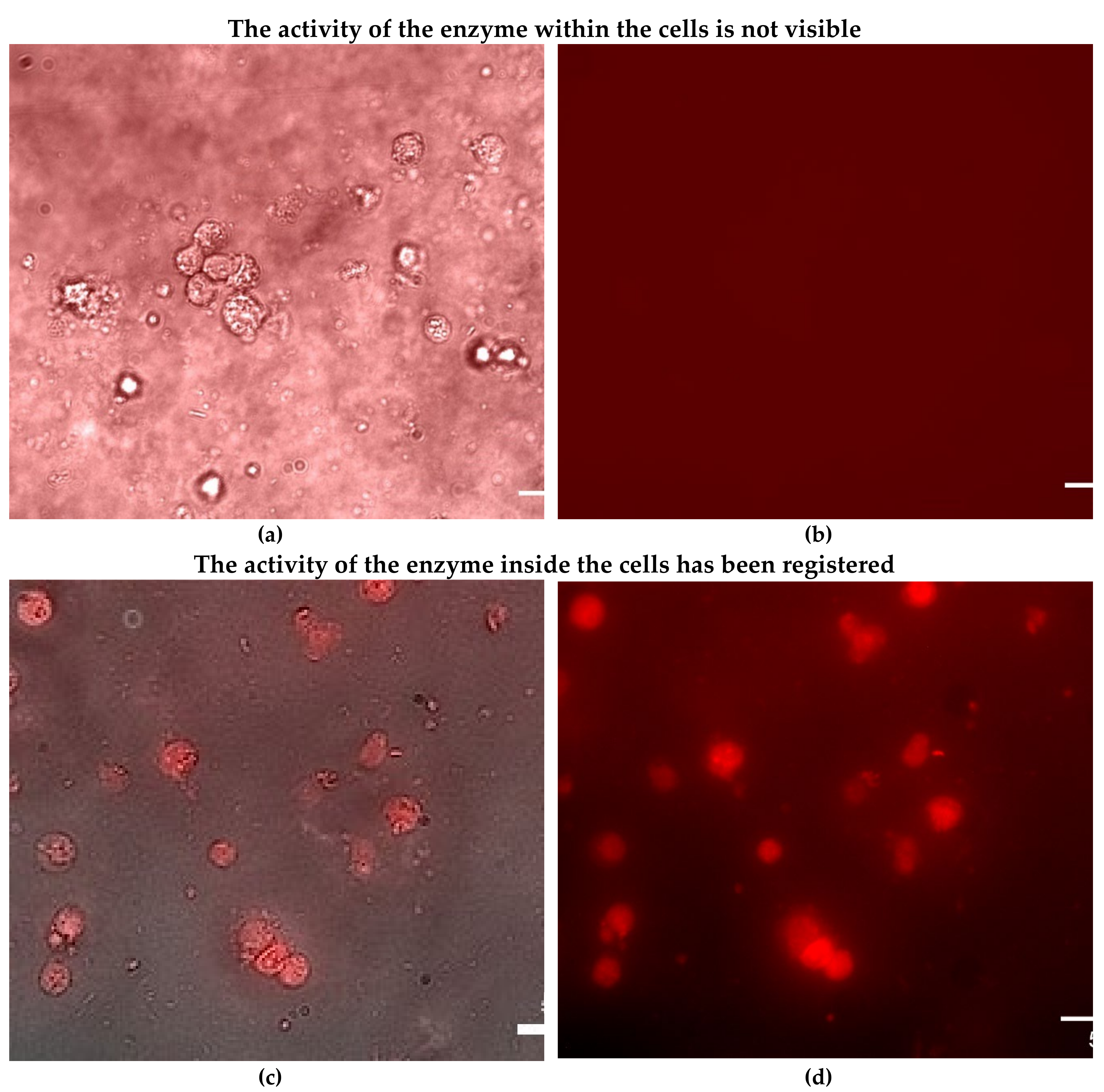 Preprints 107902 g005