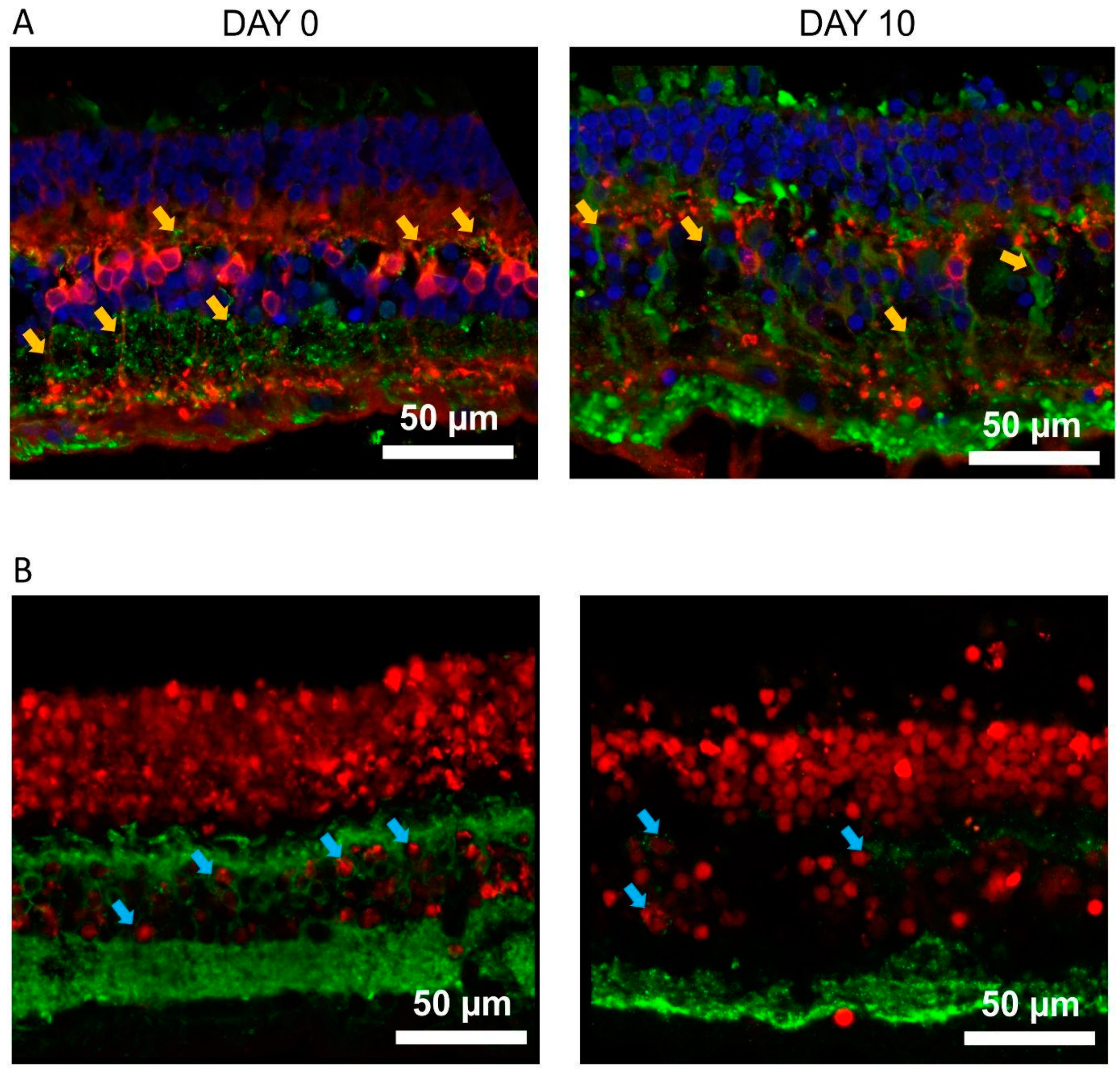 Preprints 73366 g002