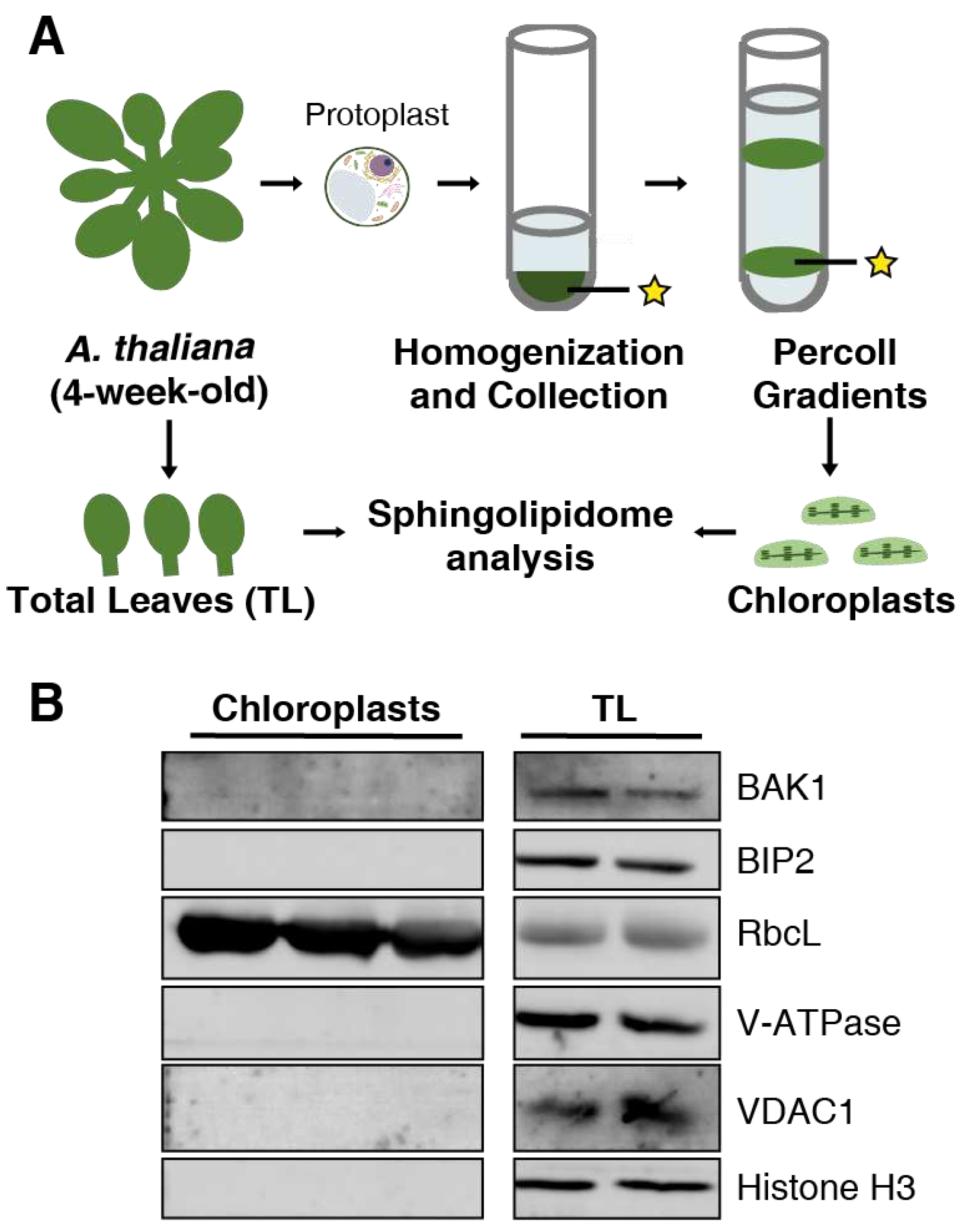 Preprints 93054 g001