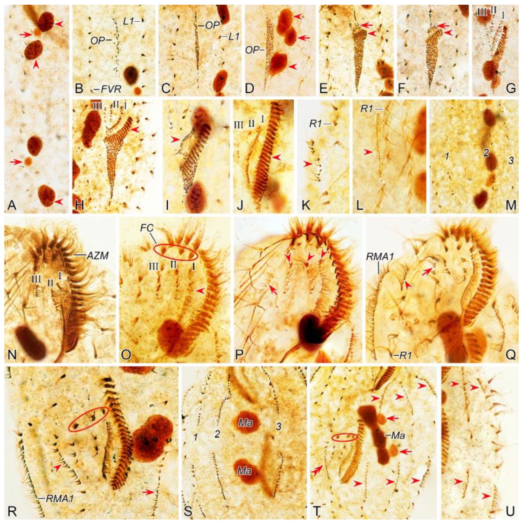 Preprints 116024 g002