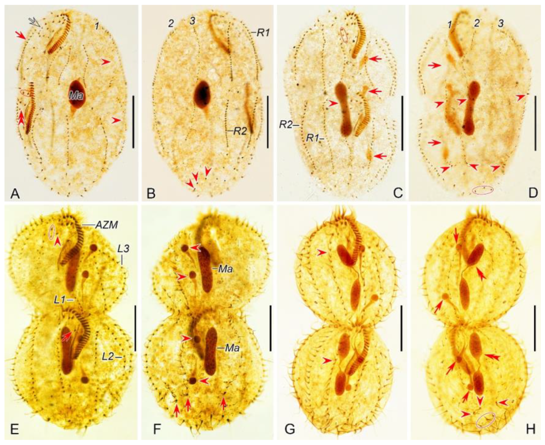 Preprints 116024 g004