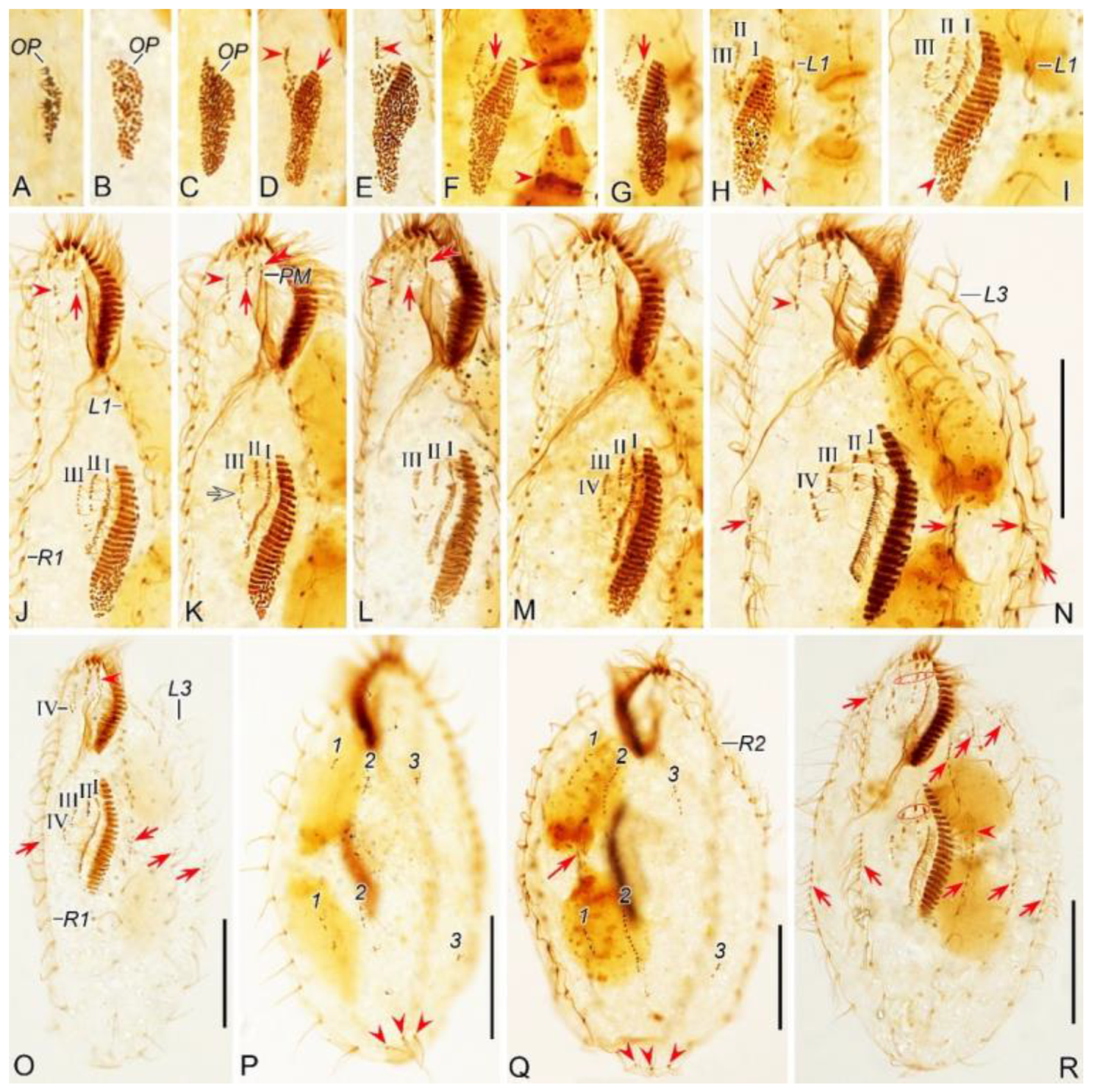 Preprints 116024 g007