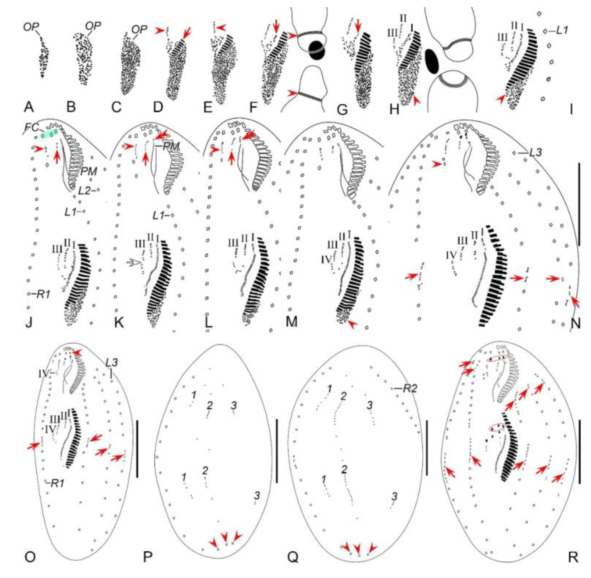 Preprints 116024 g008