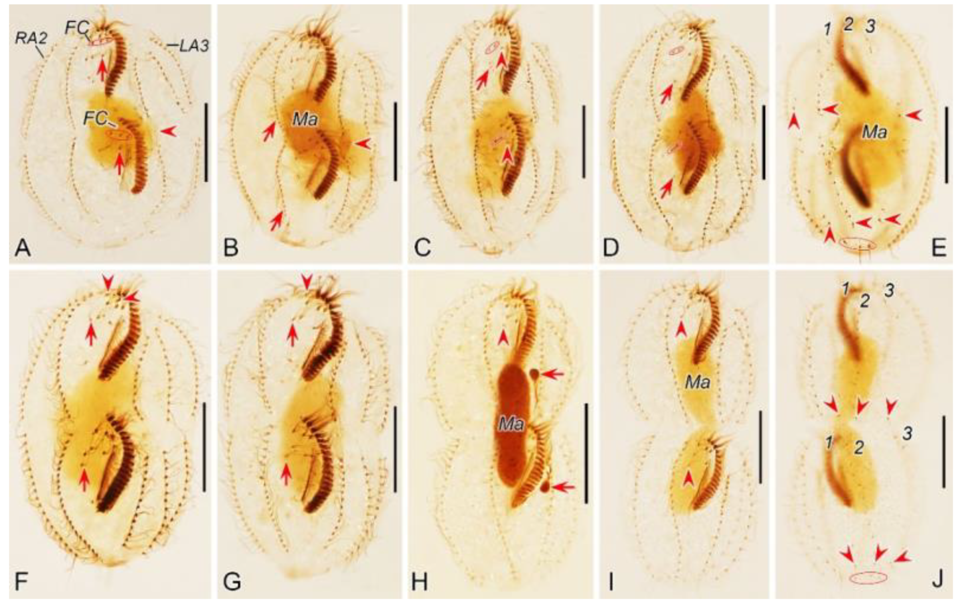 Preprints 116024 g009