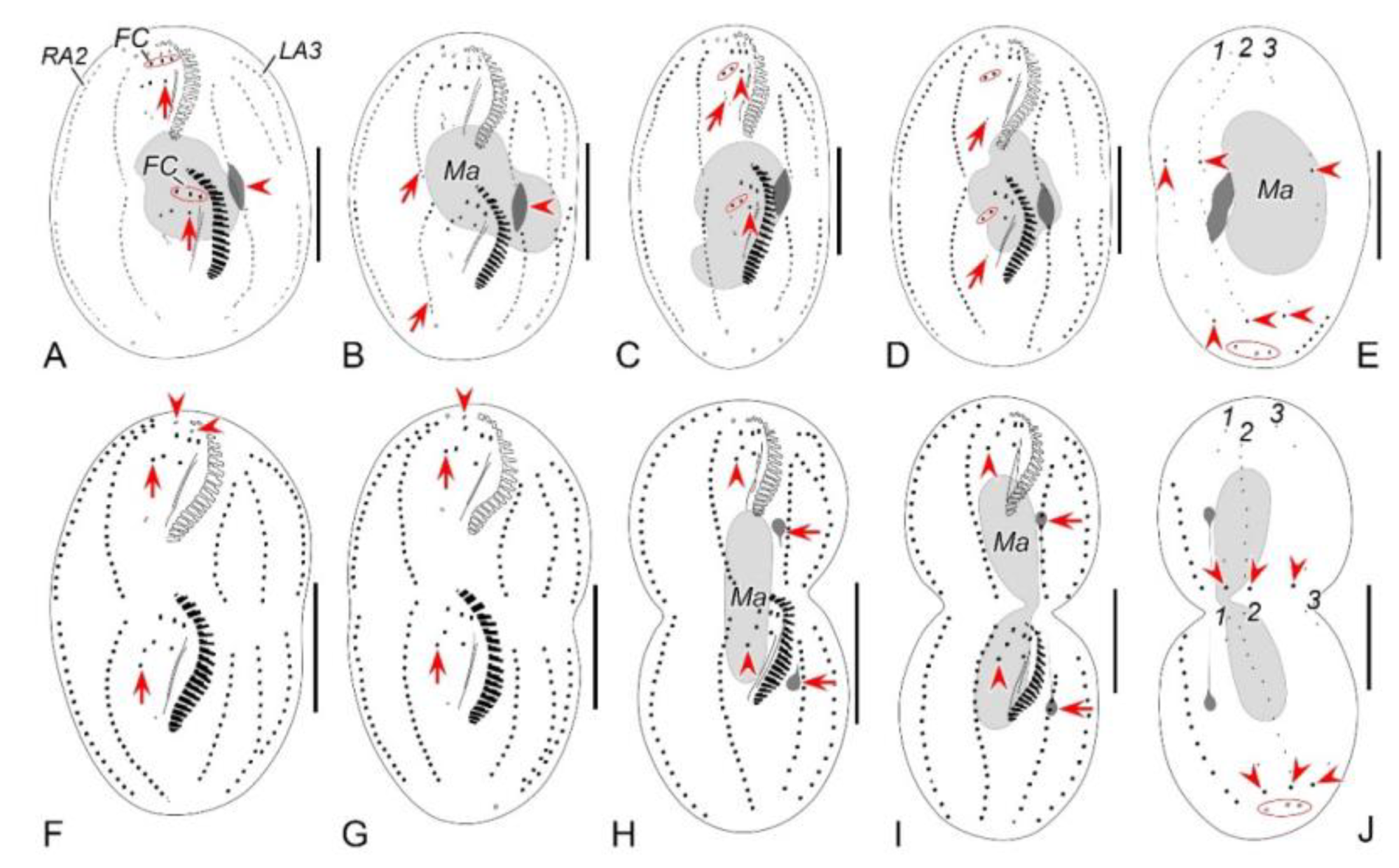 Preprints 116024 g010