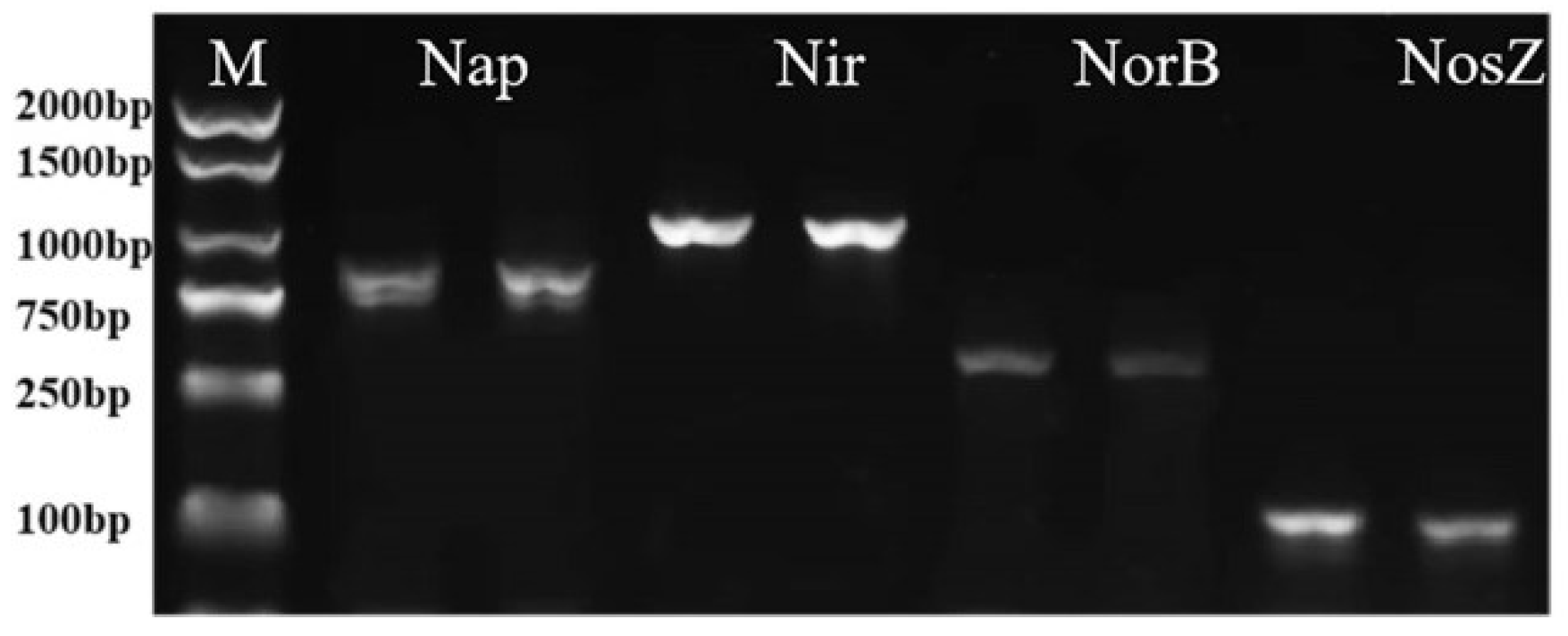 Preprints 98345 g005