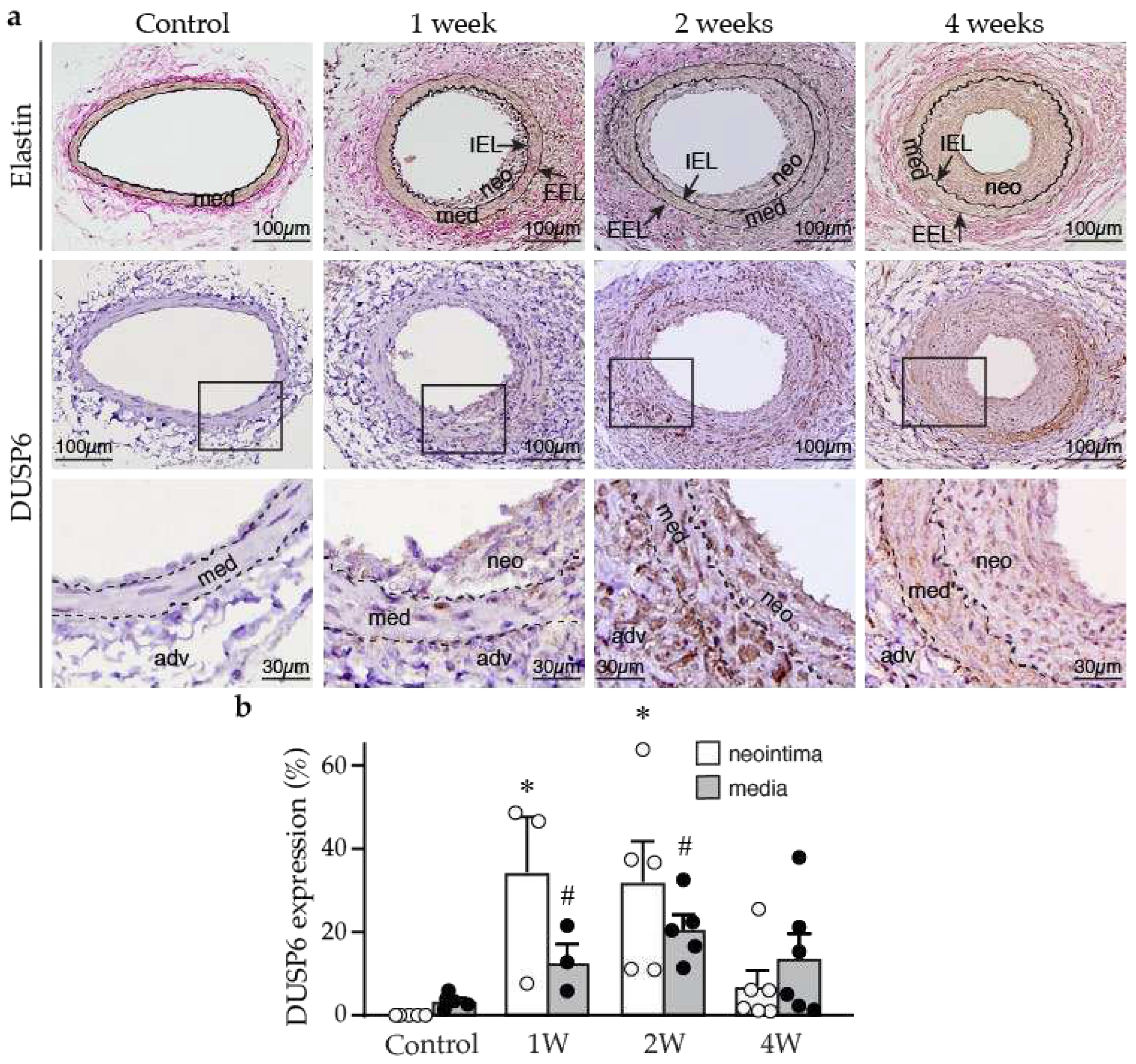 Preprints 88781 g001