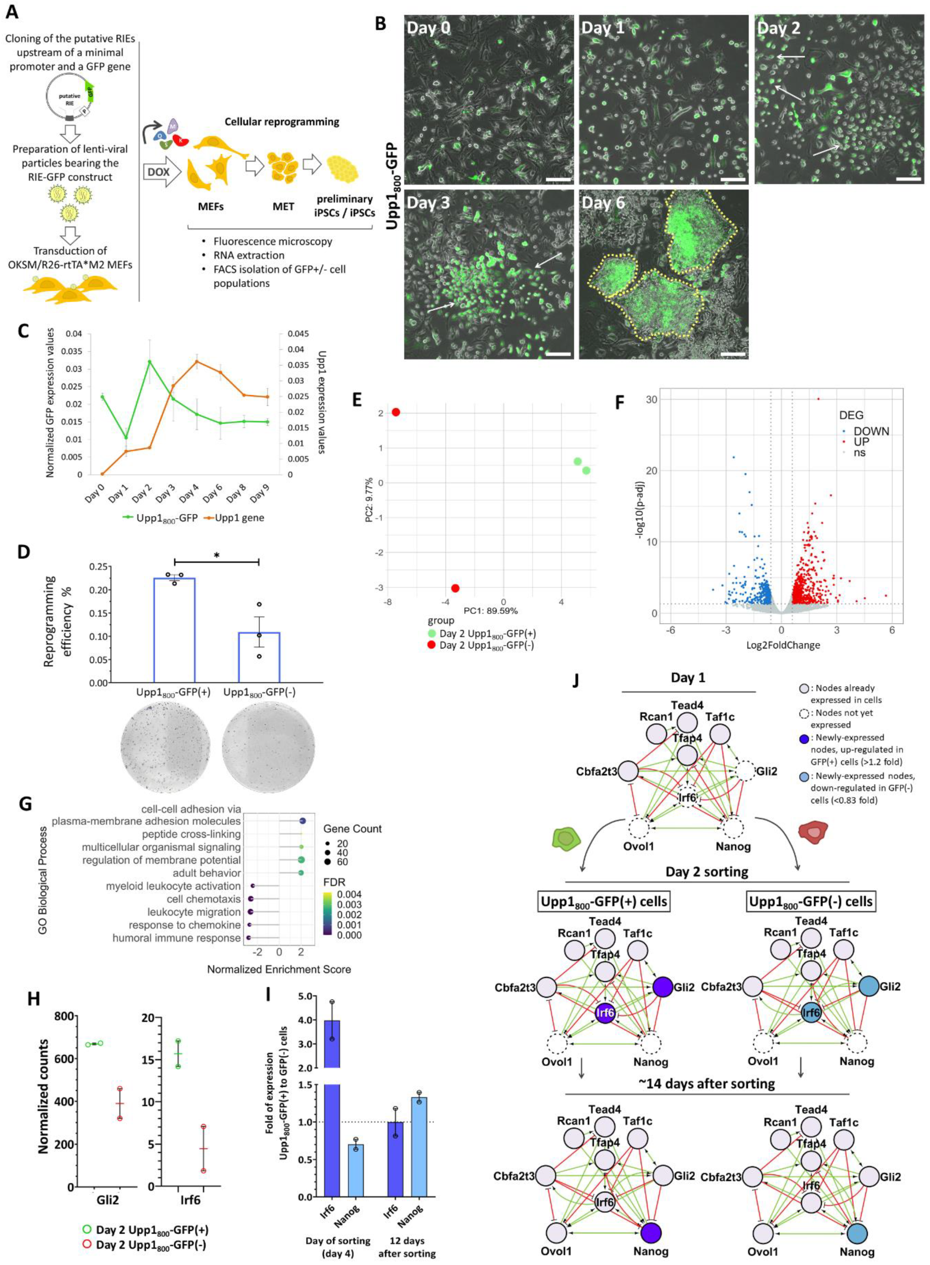 Preprints 137979 g004