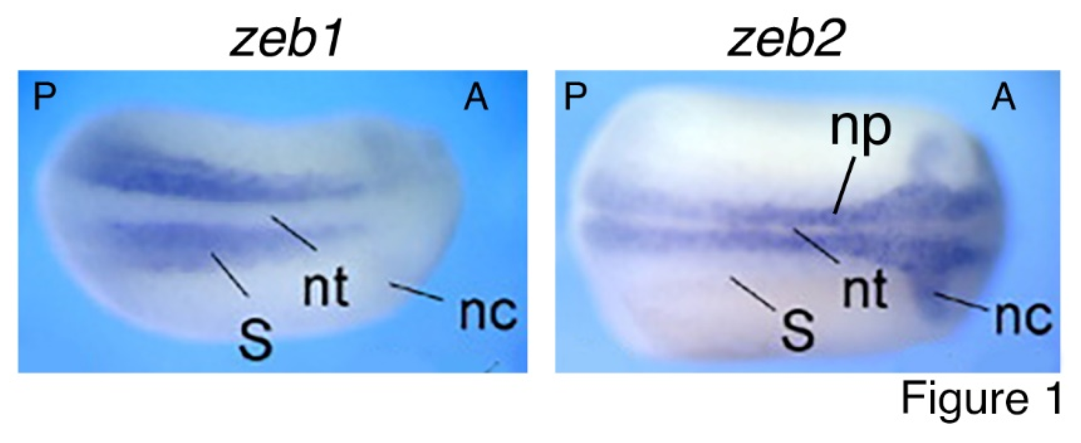 Preprints 104047 g001