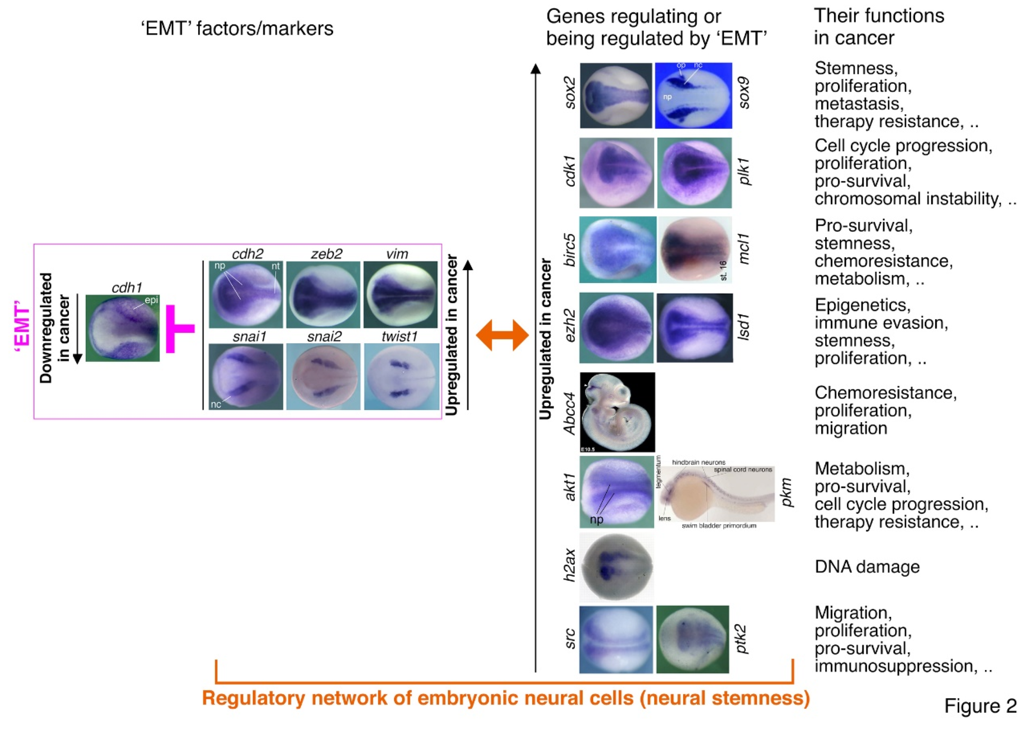 Preprints 104047 g002