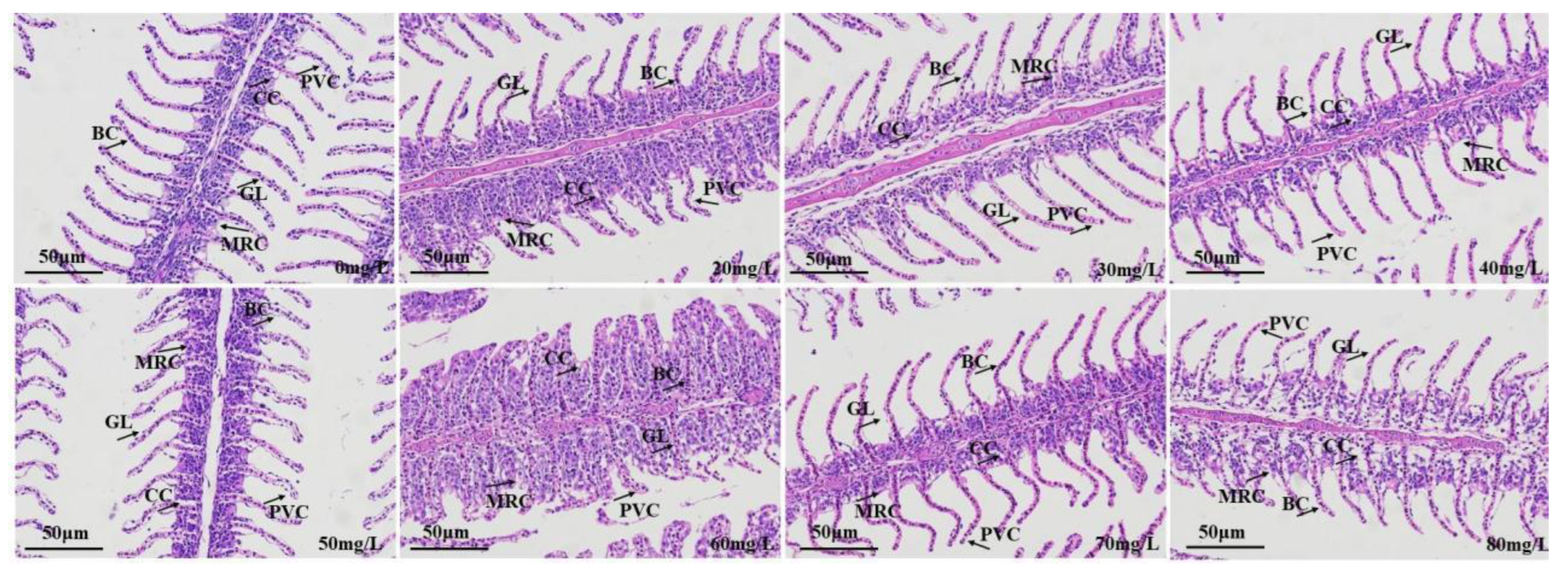 Preprints 78223 g006