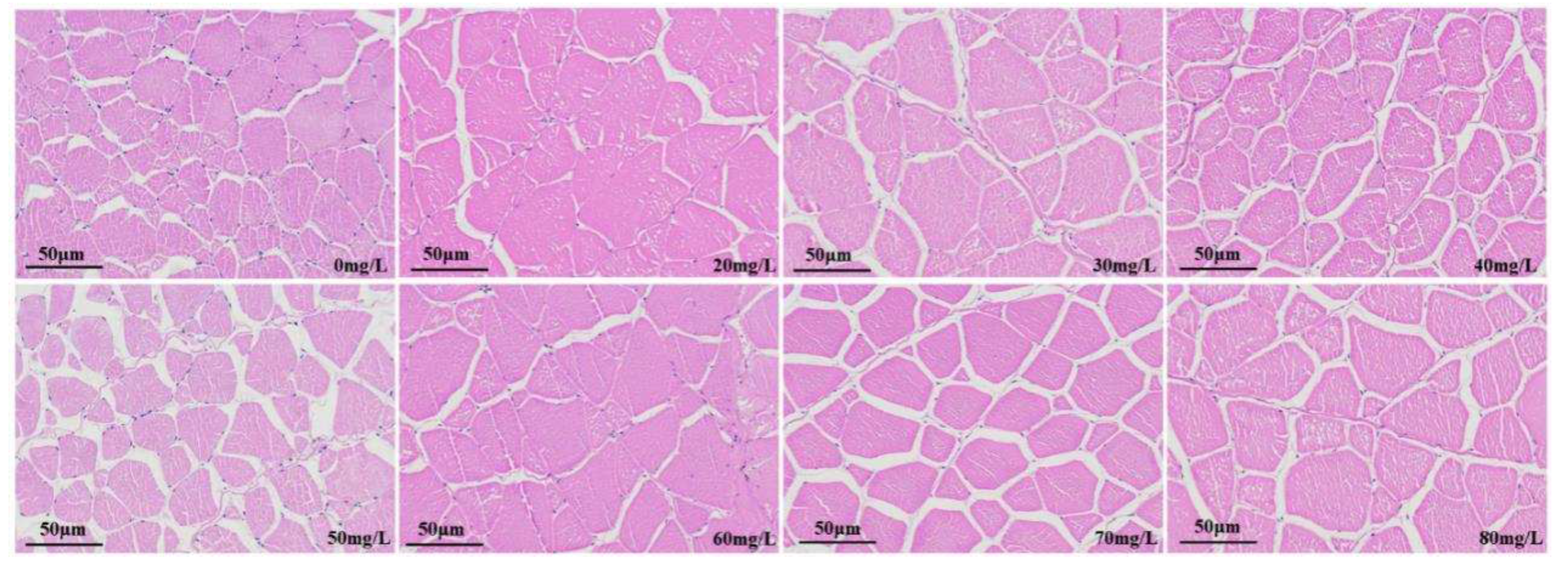 Preprints 78223 g008