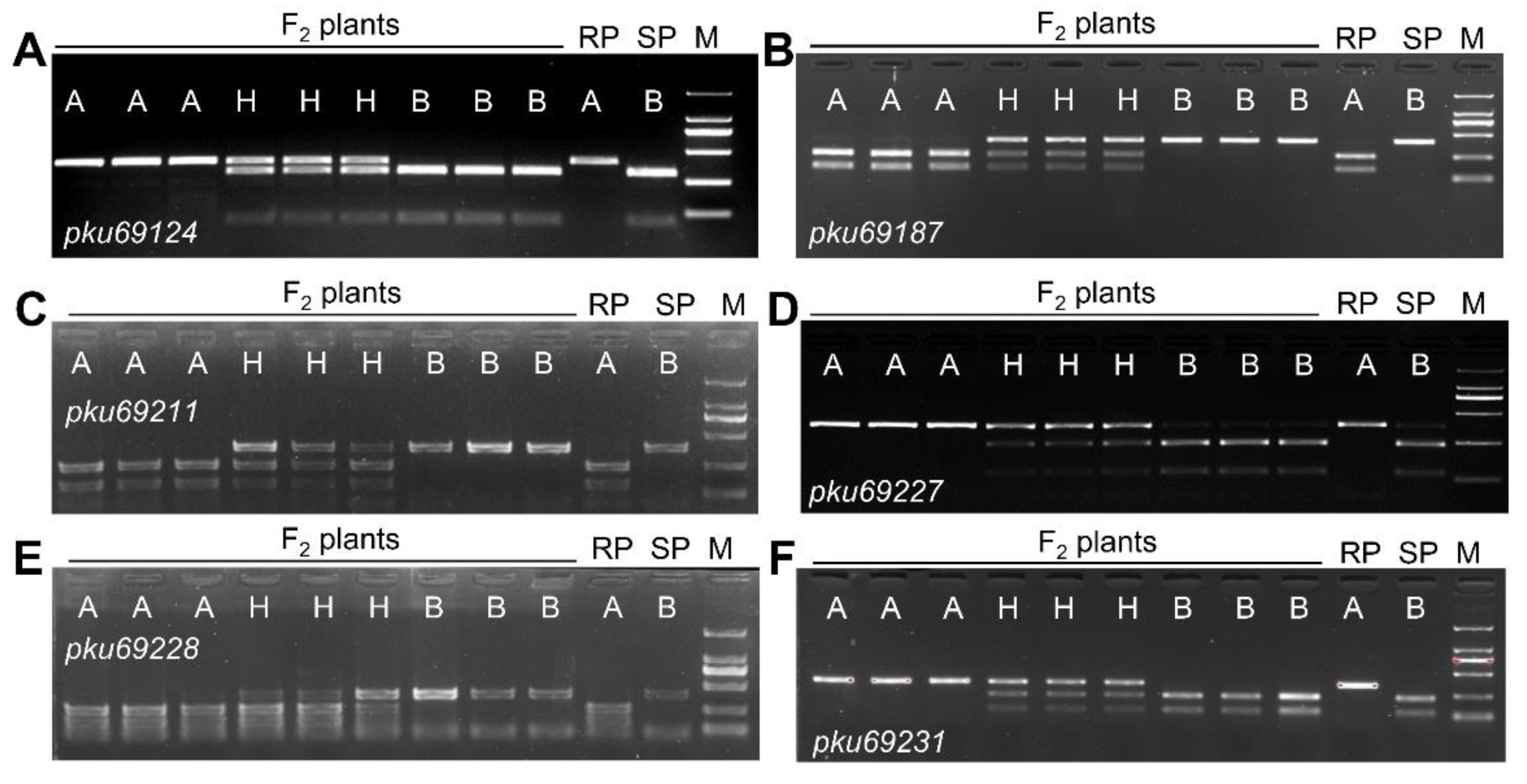 Preprints 111169 g004