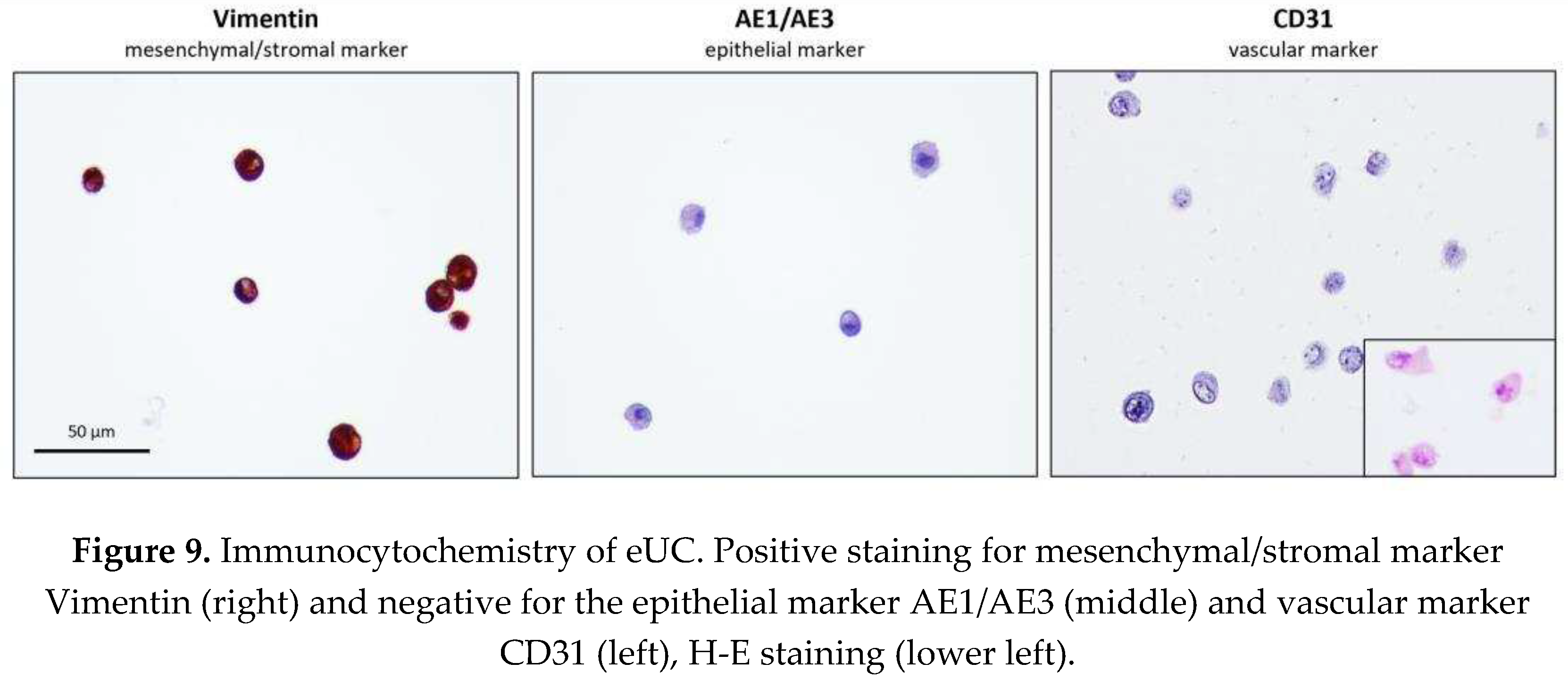 Preprints 91134 g009