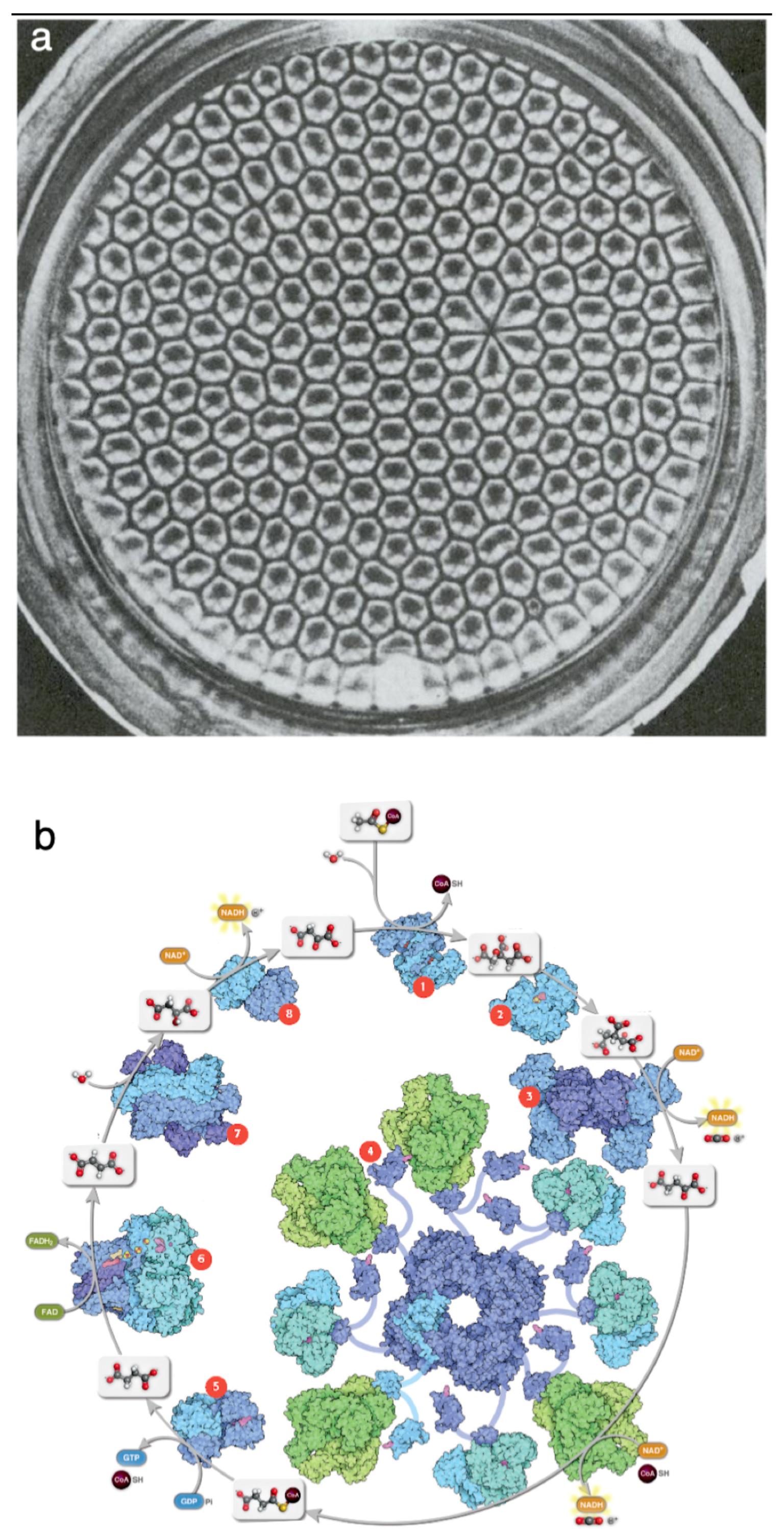 Preprints 109143 g001