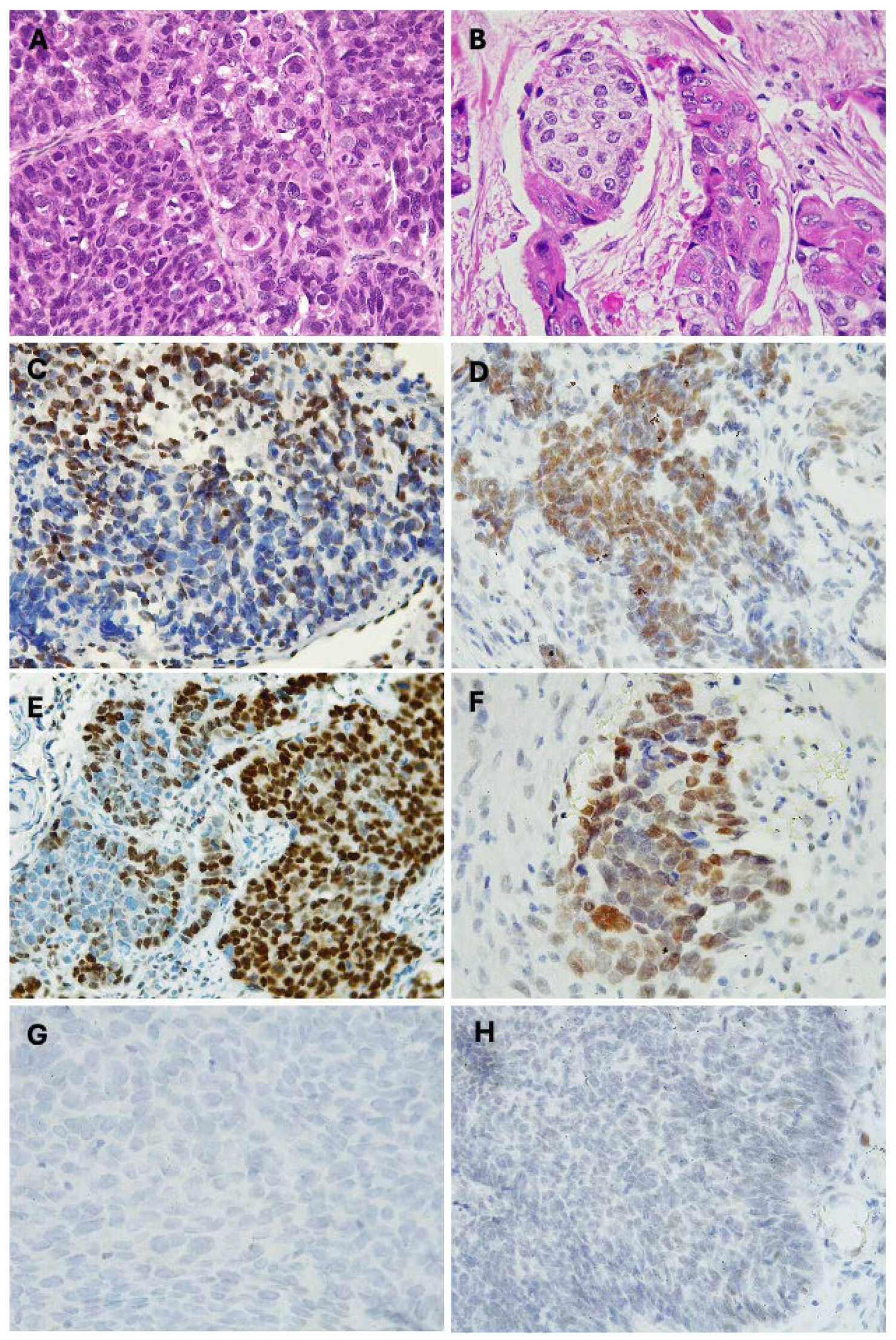 Preprints 116512 g002