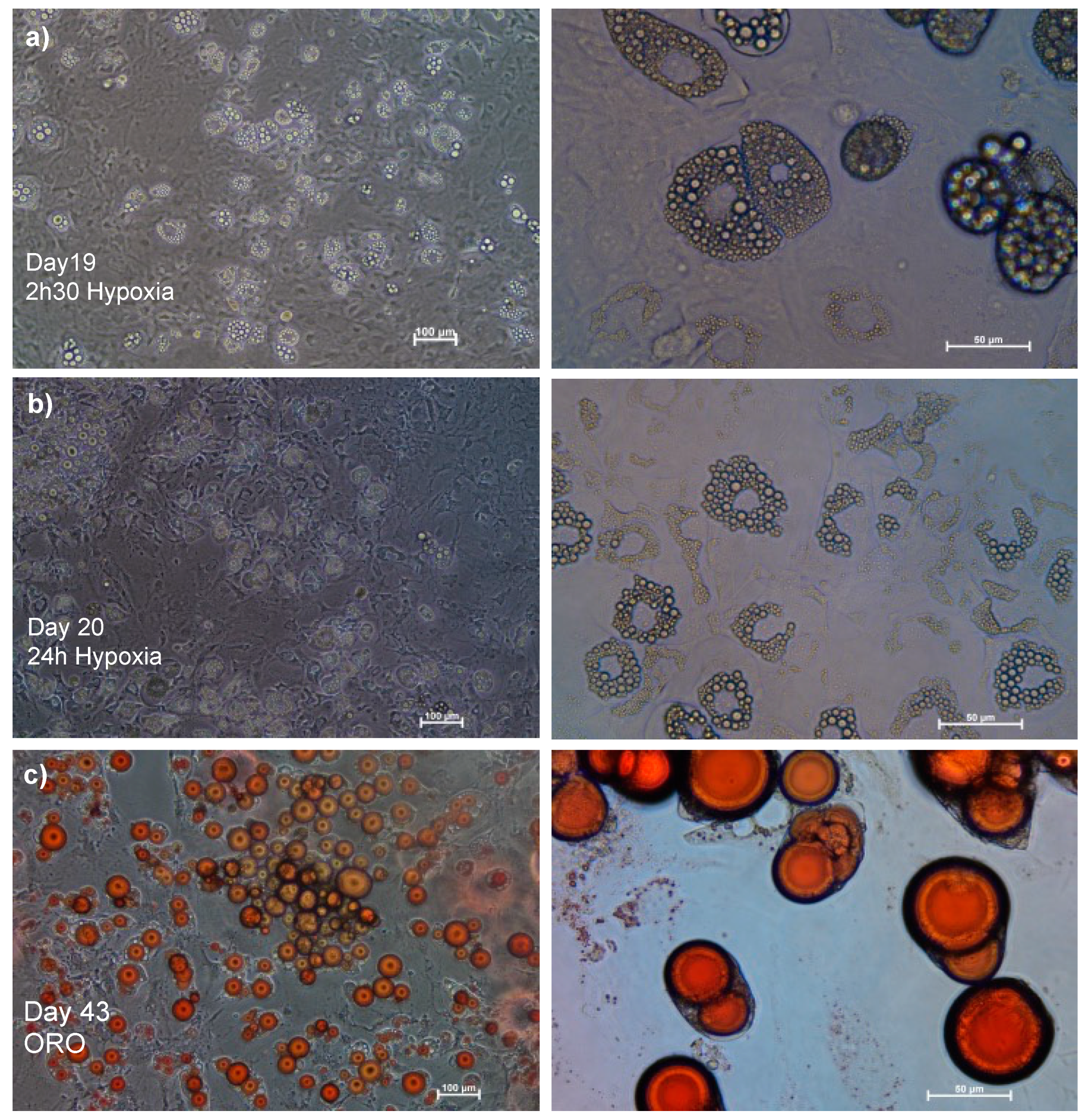 Preprints 105896 g002