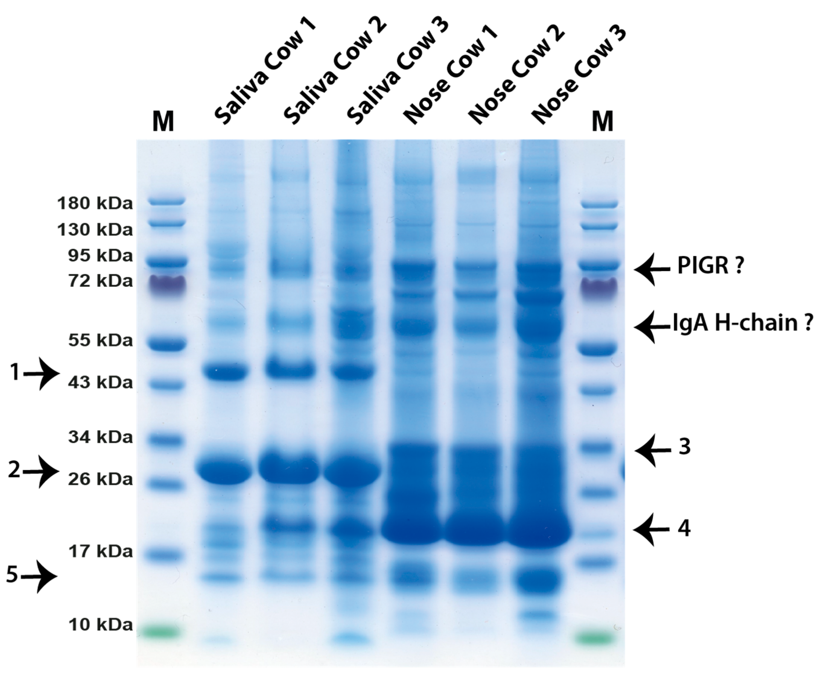 Preprints 85245 g003