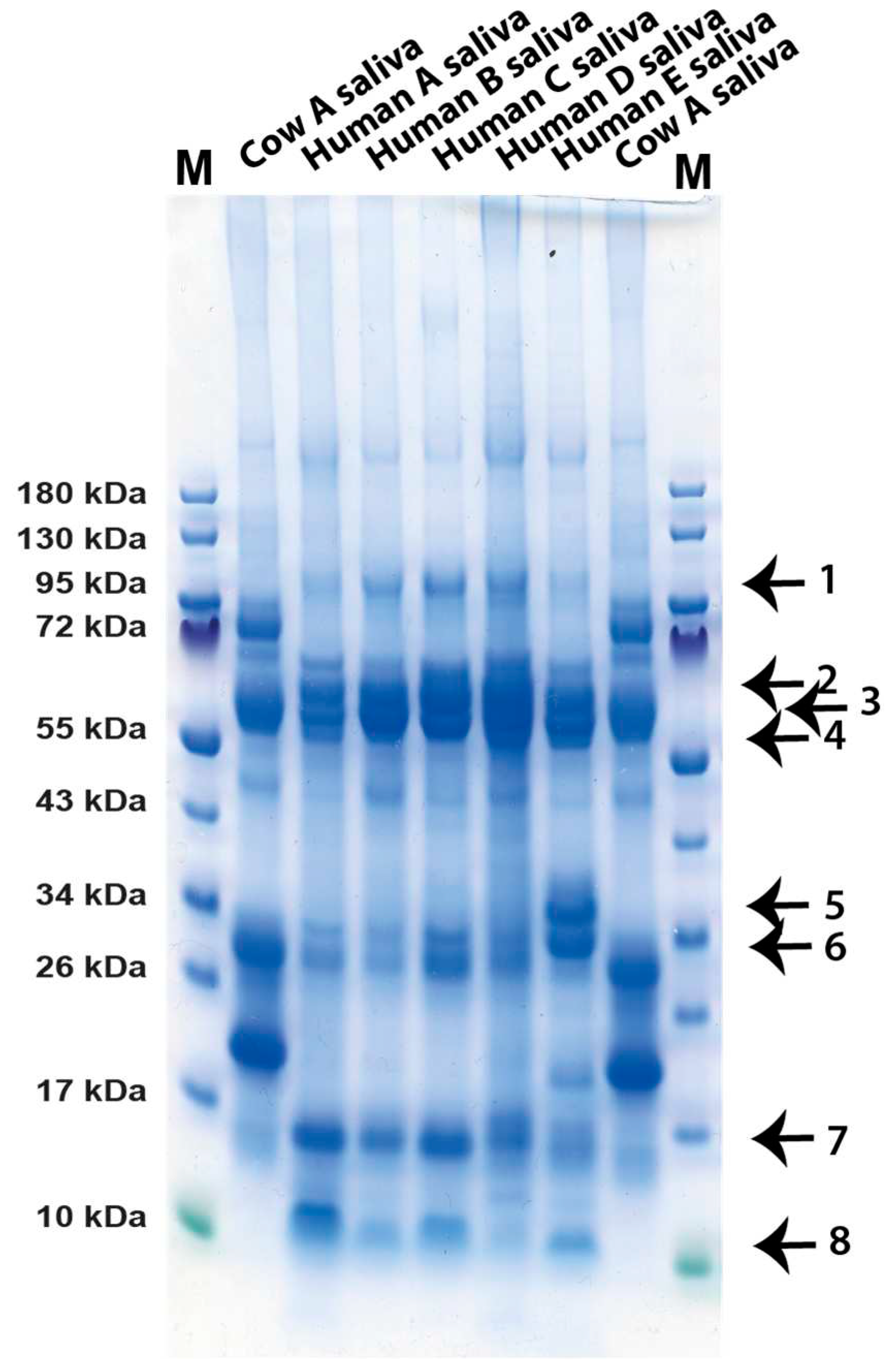 Preprints 85245 g004