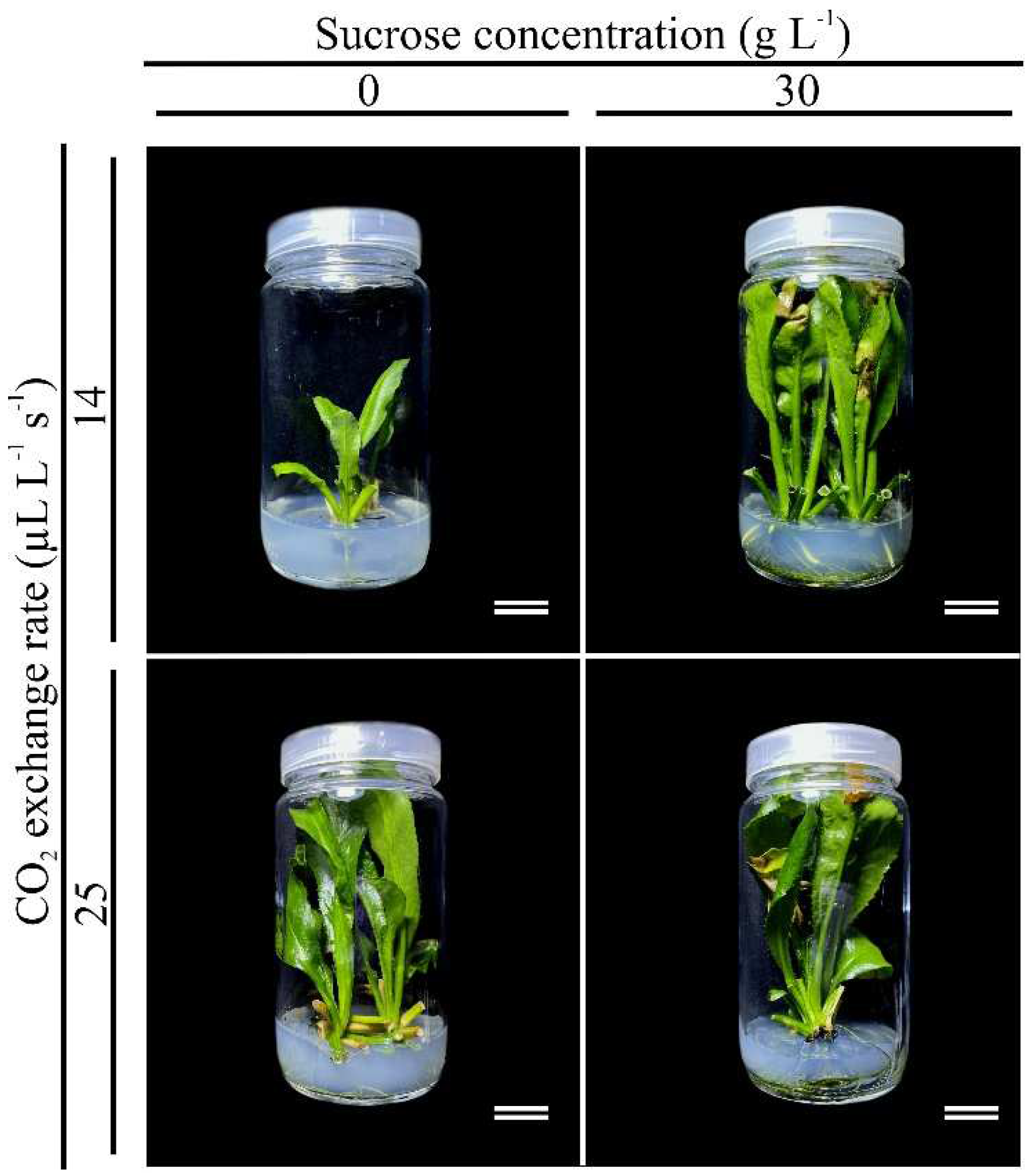 Preprints 94667 g002