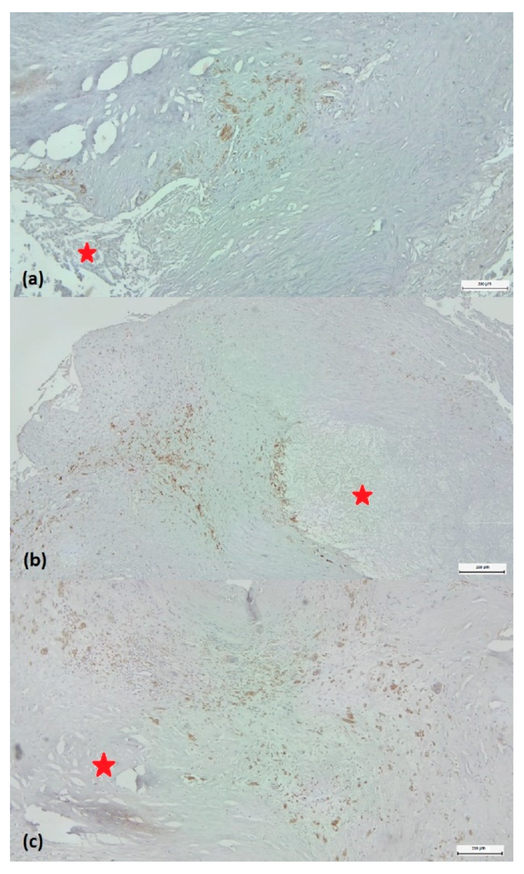 Preprints 84423 g003