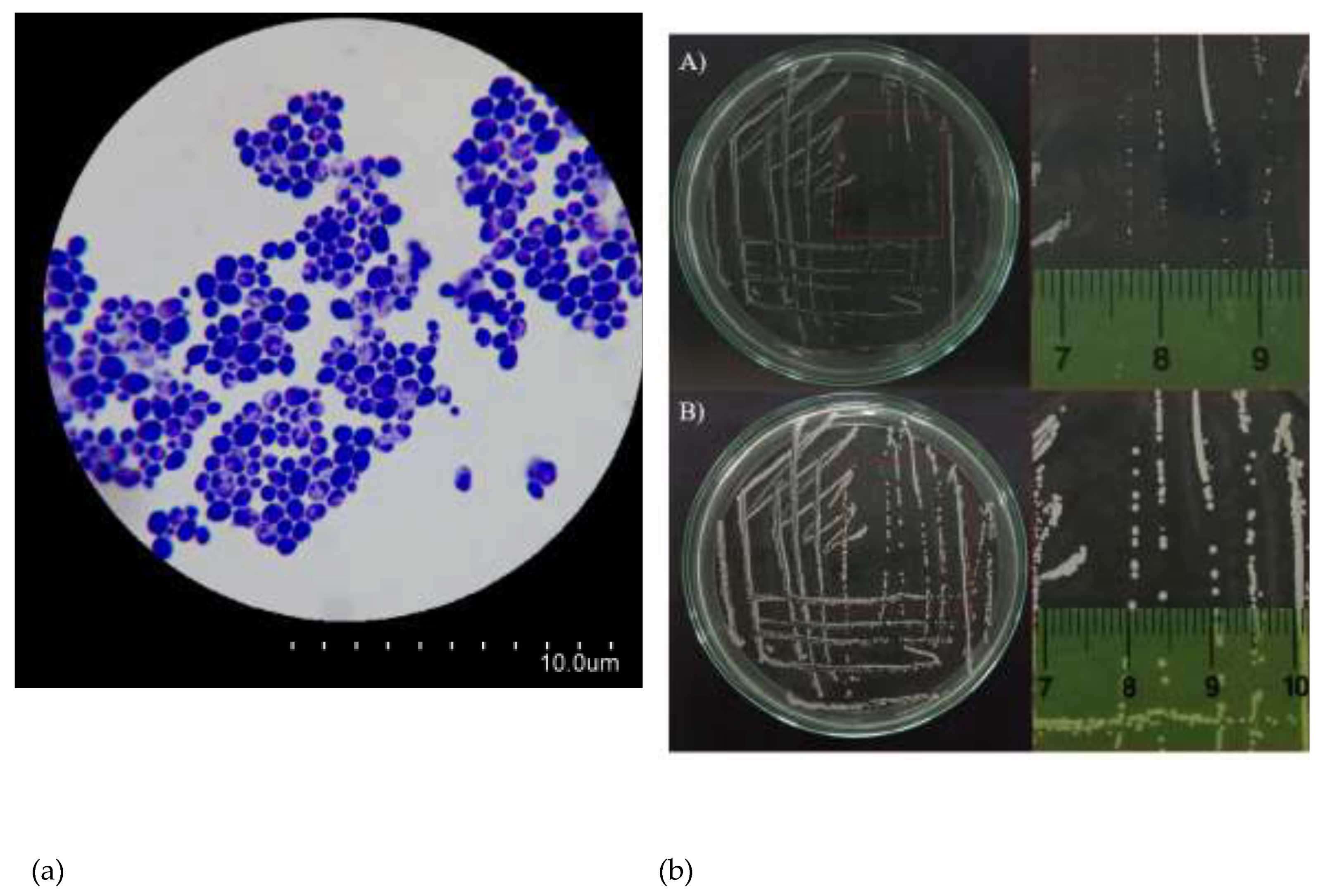 Preprints 132083 g002