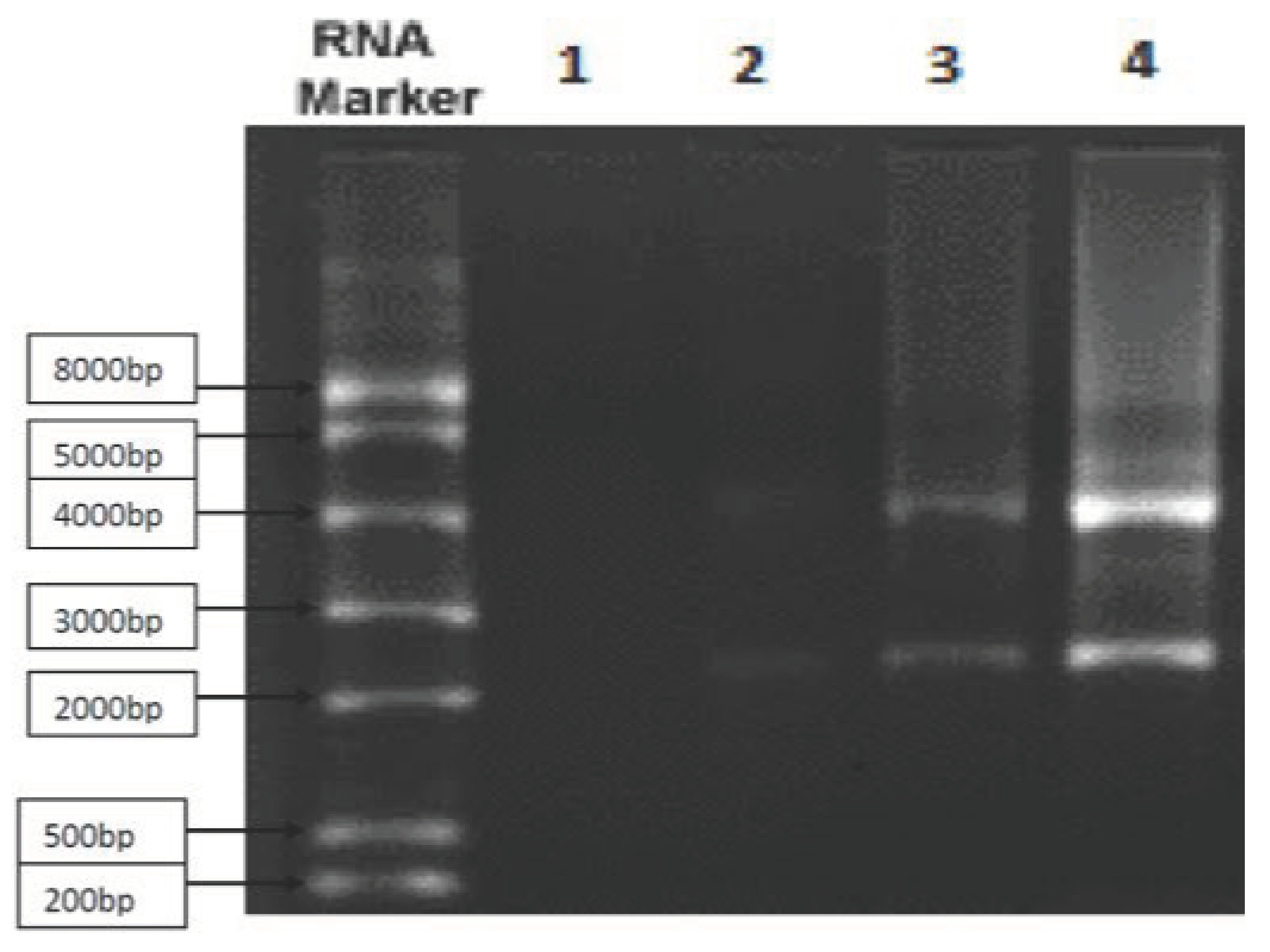 Preprints 102848 g003