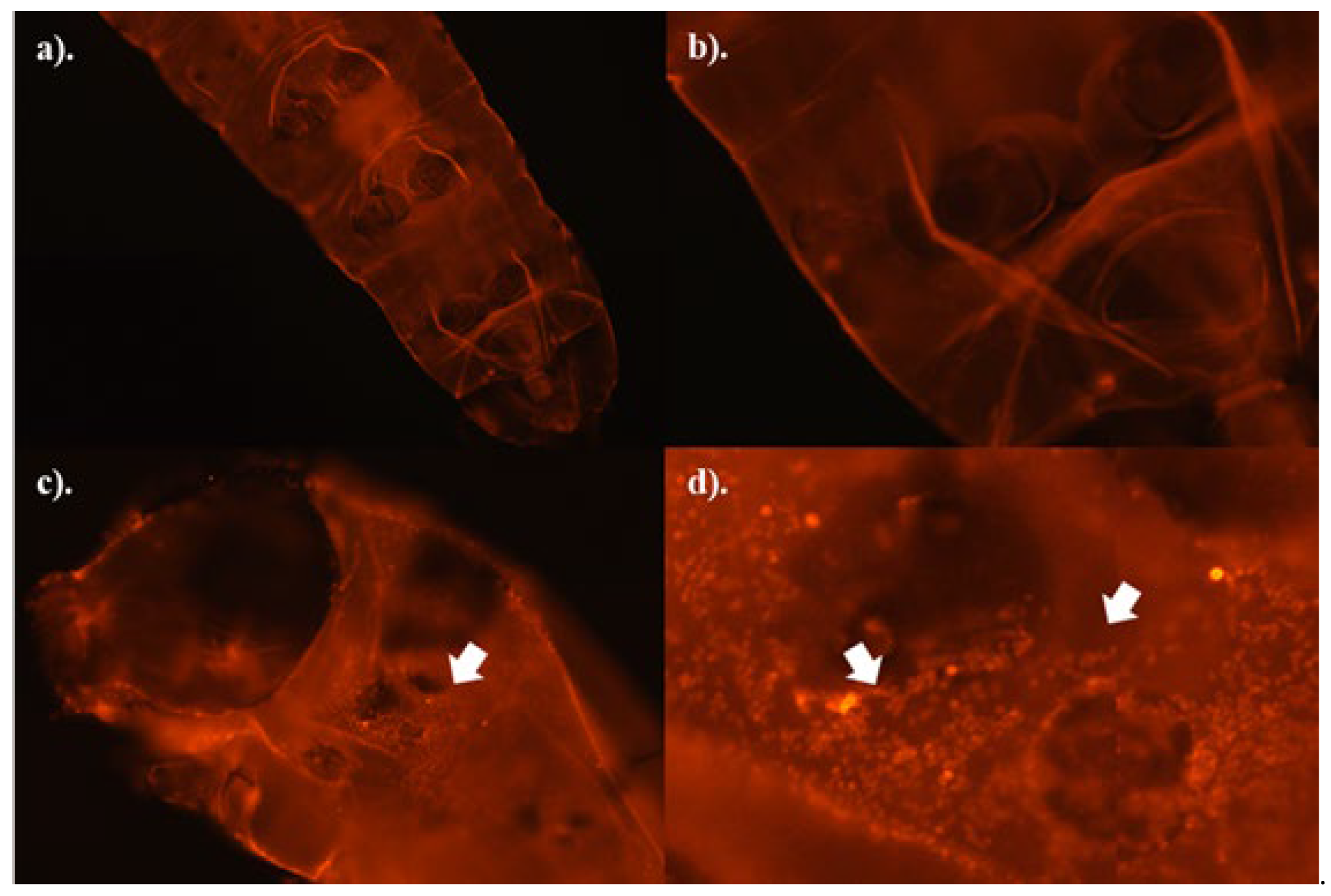 Preprints 141008 g005