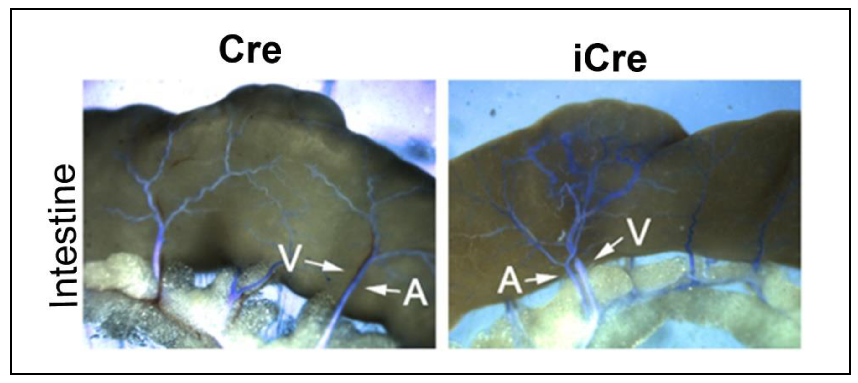 Preprints 110053 g005