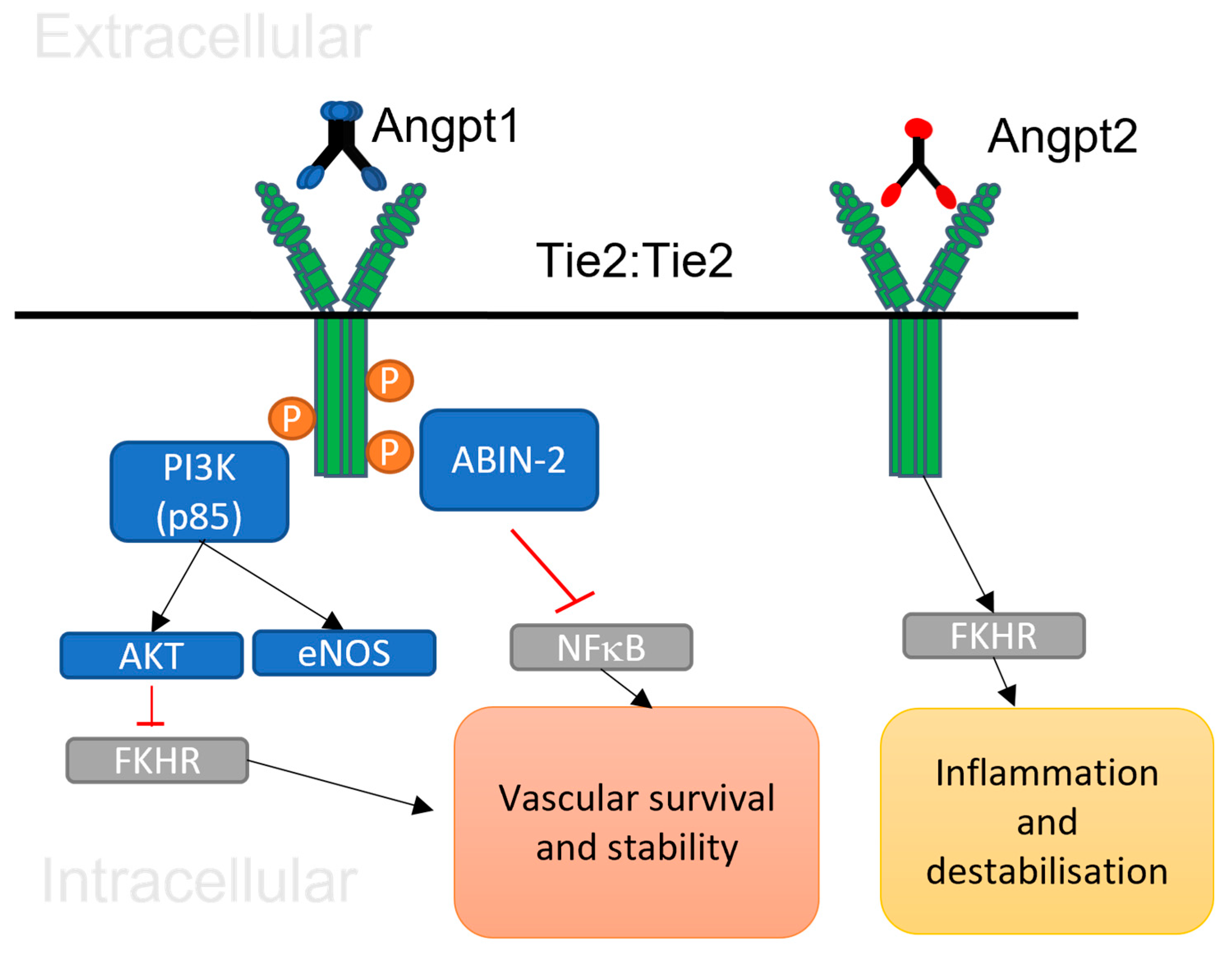 Preprints 98052 g001