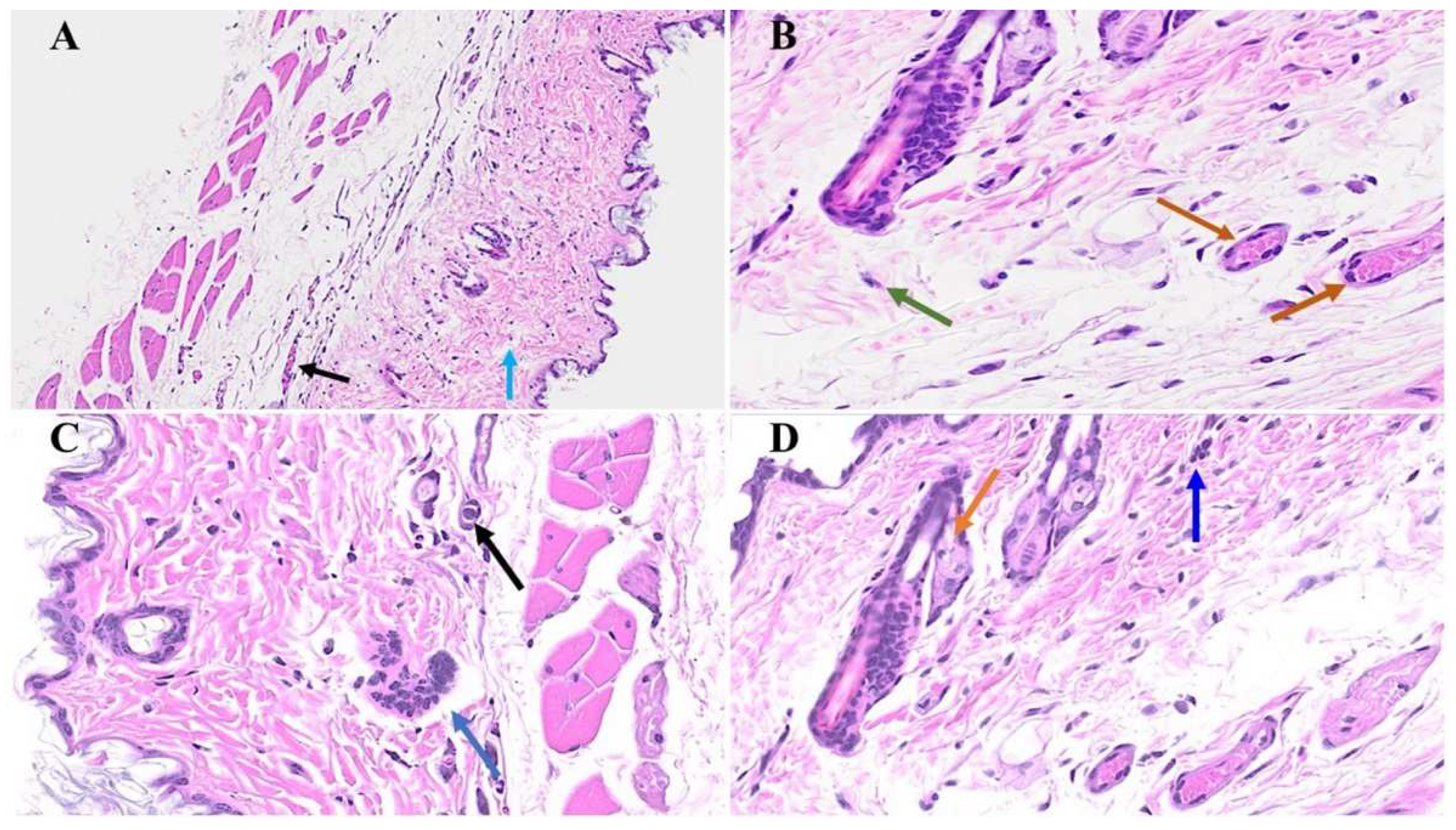 Preprints 94976 g006