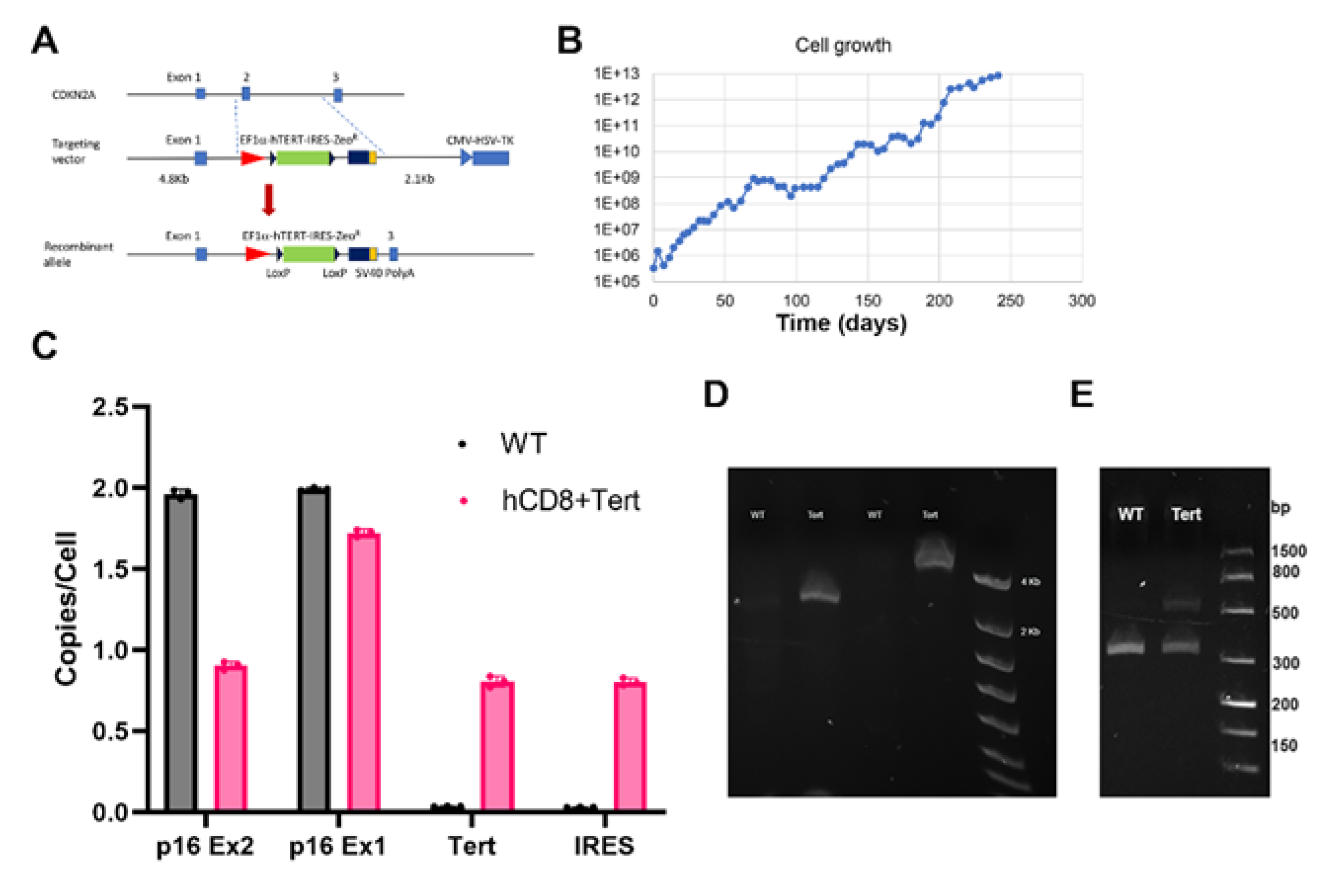 Preprints 116558 g001