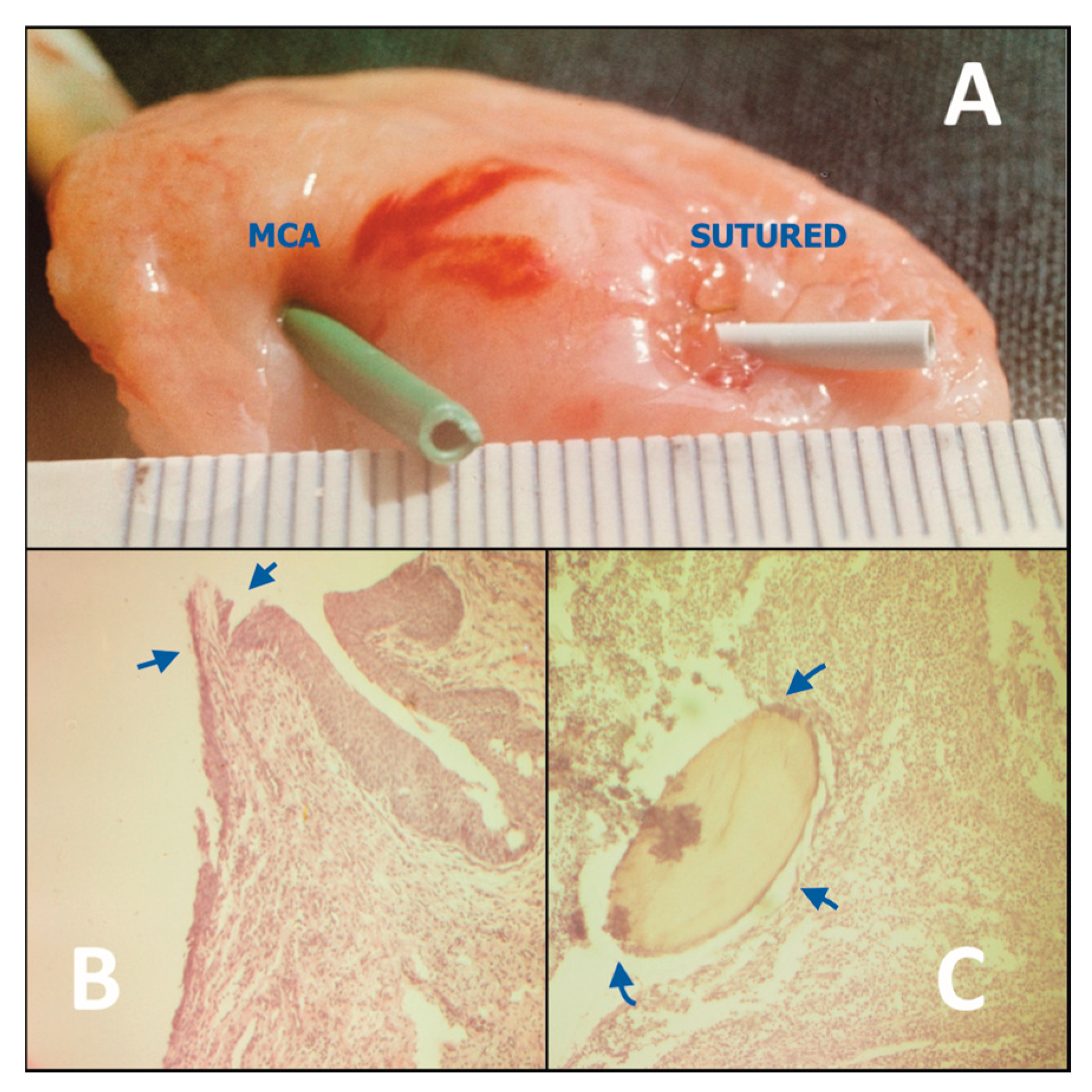 Preprints 78386 g001