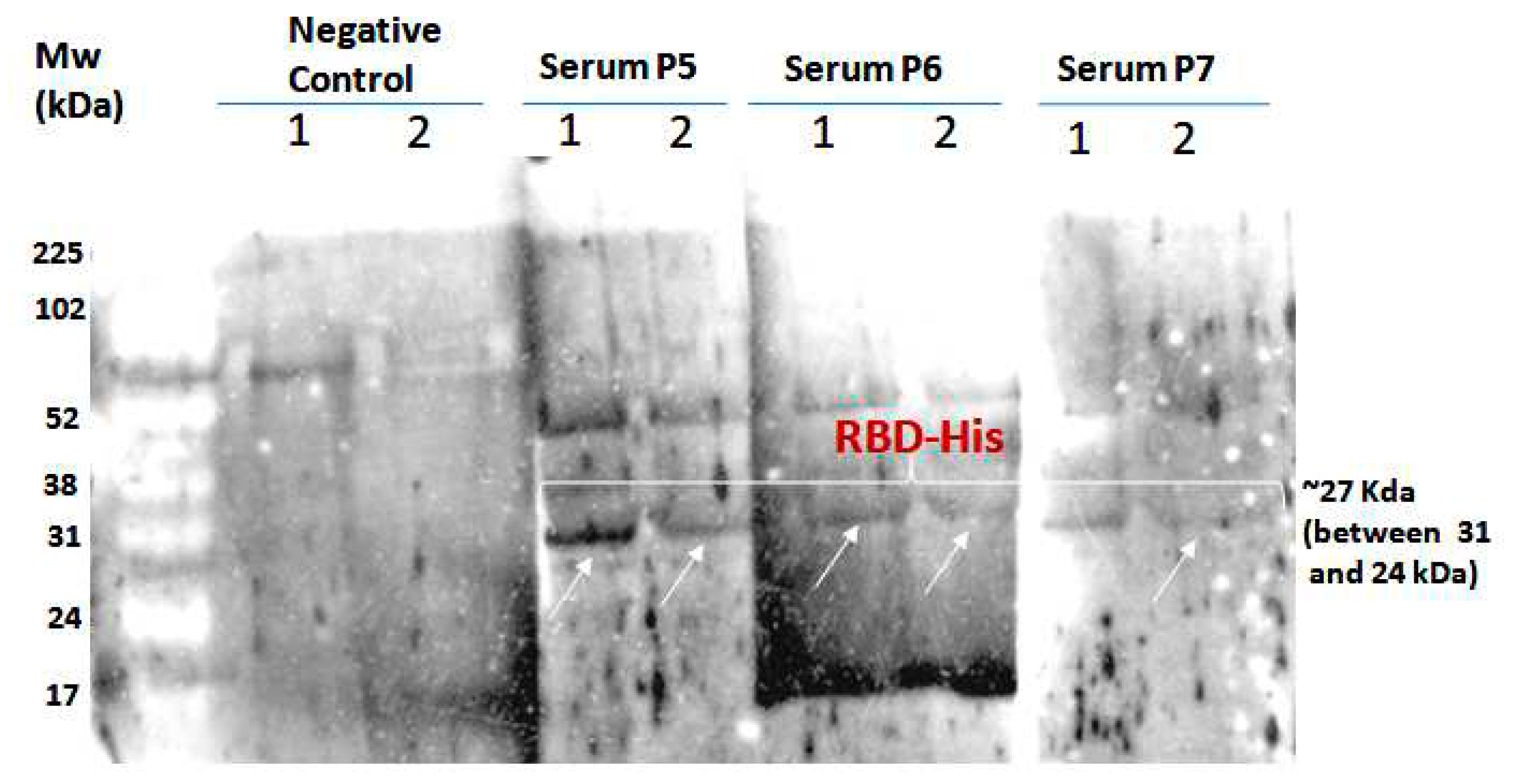 Preprints 83051 g008