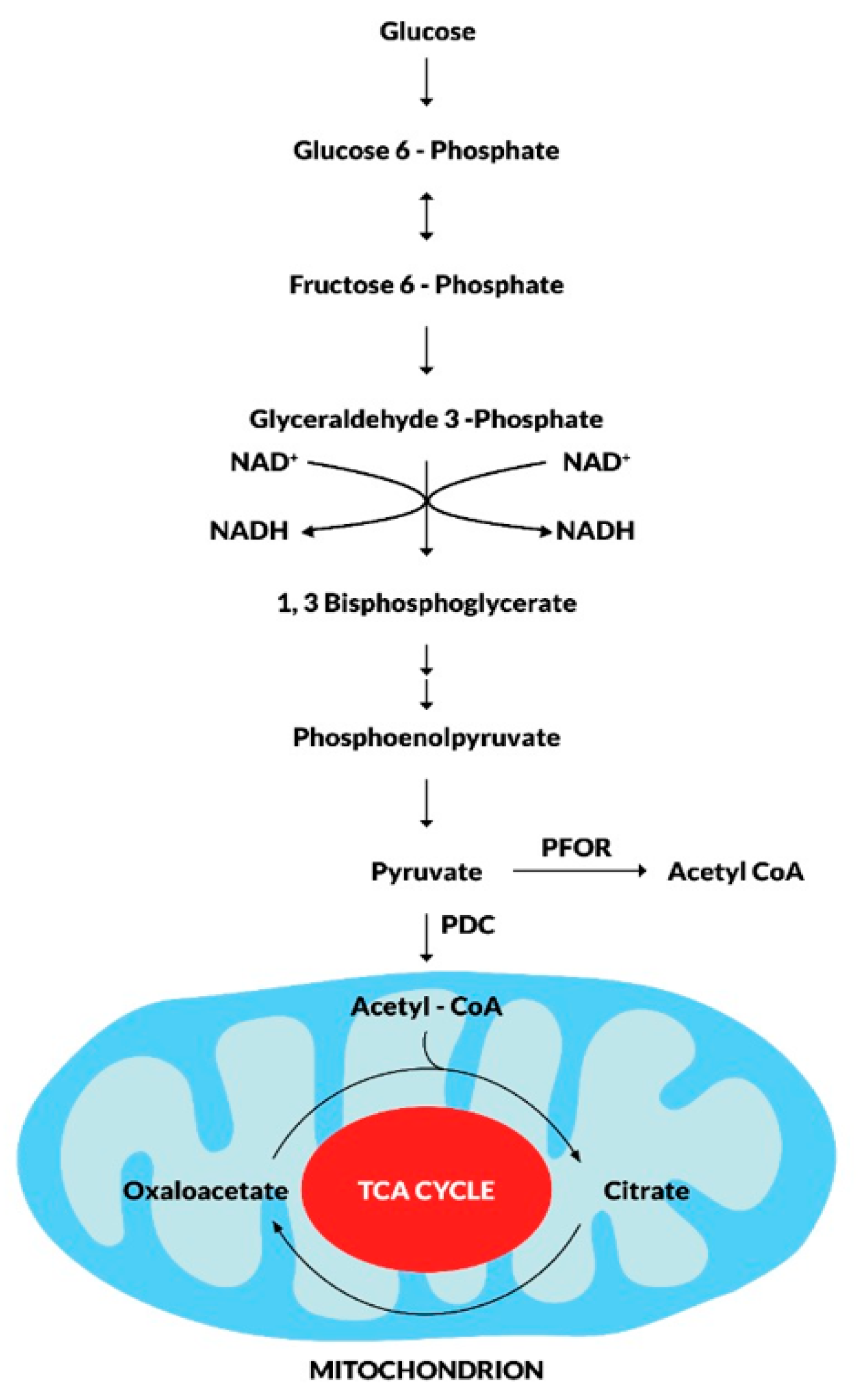 Preprints 91477 g004