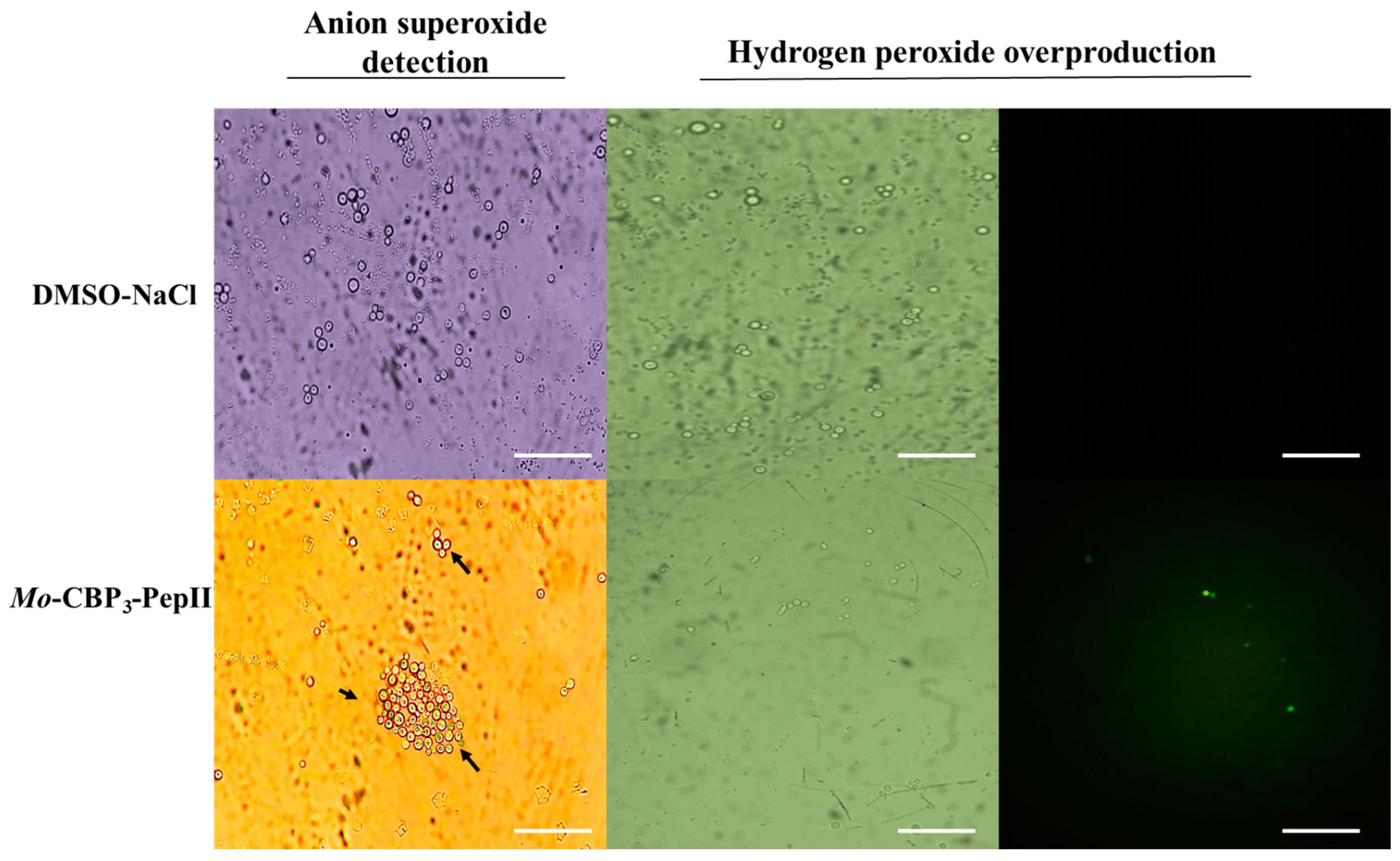 Preprints 67626 g001