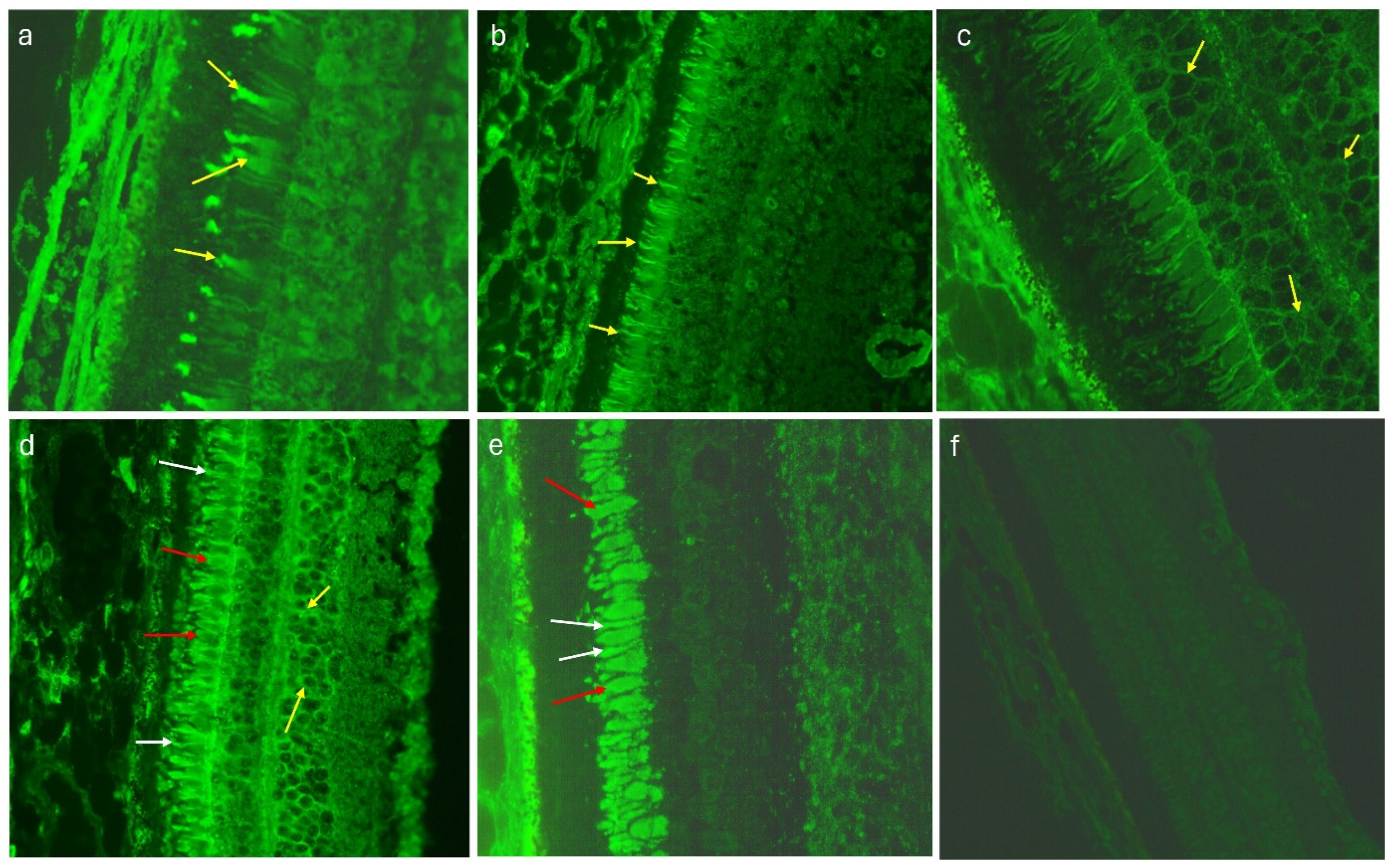 Preprints 104657 g002