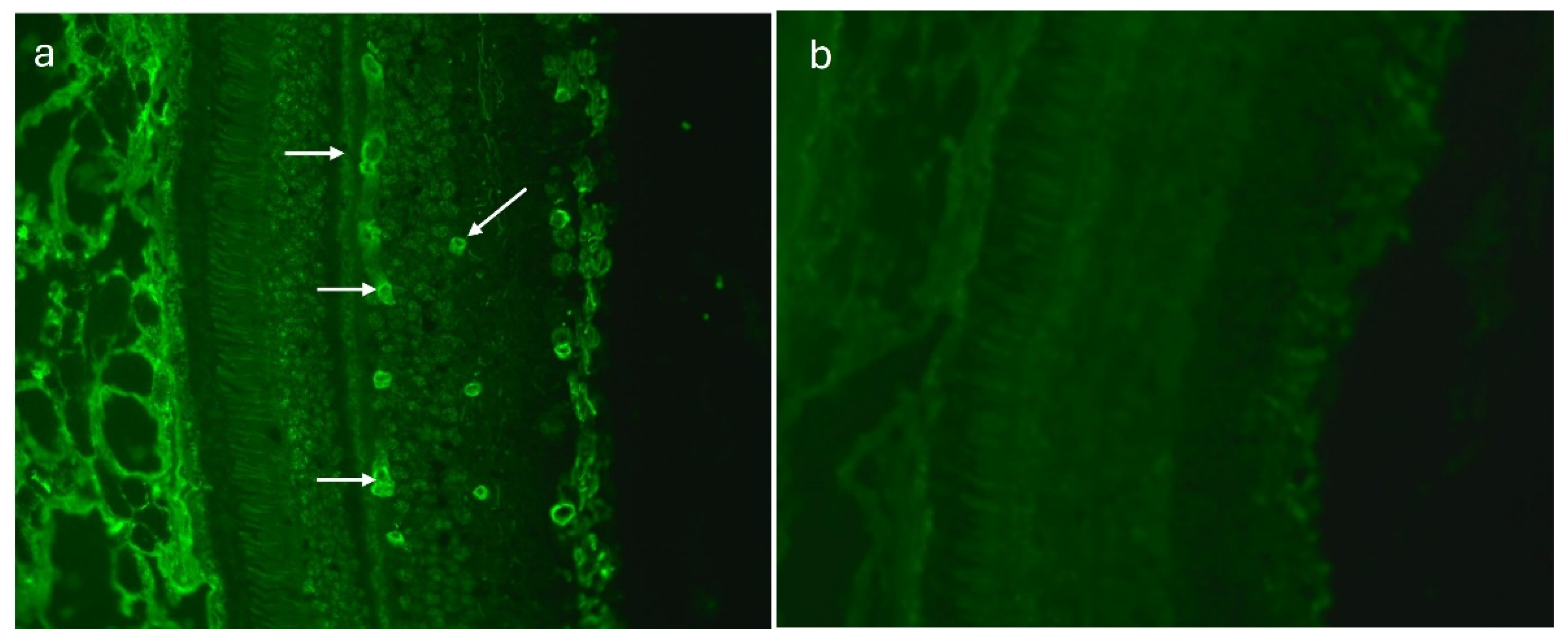 Preprints 104657 g003