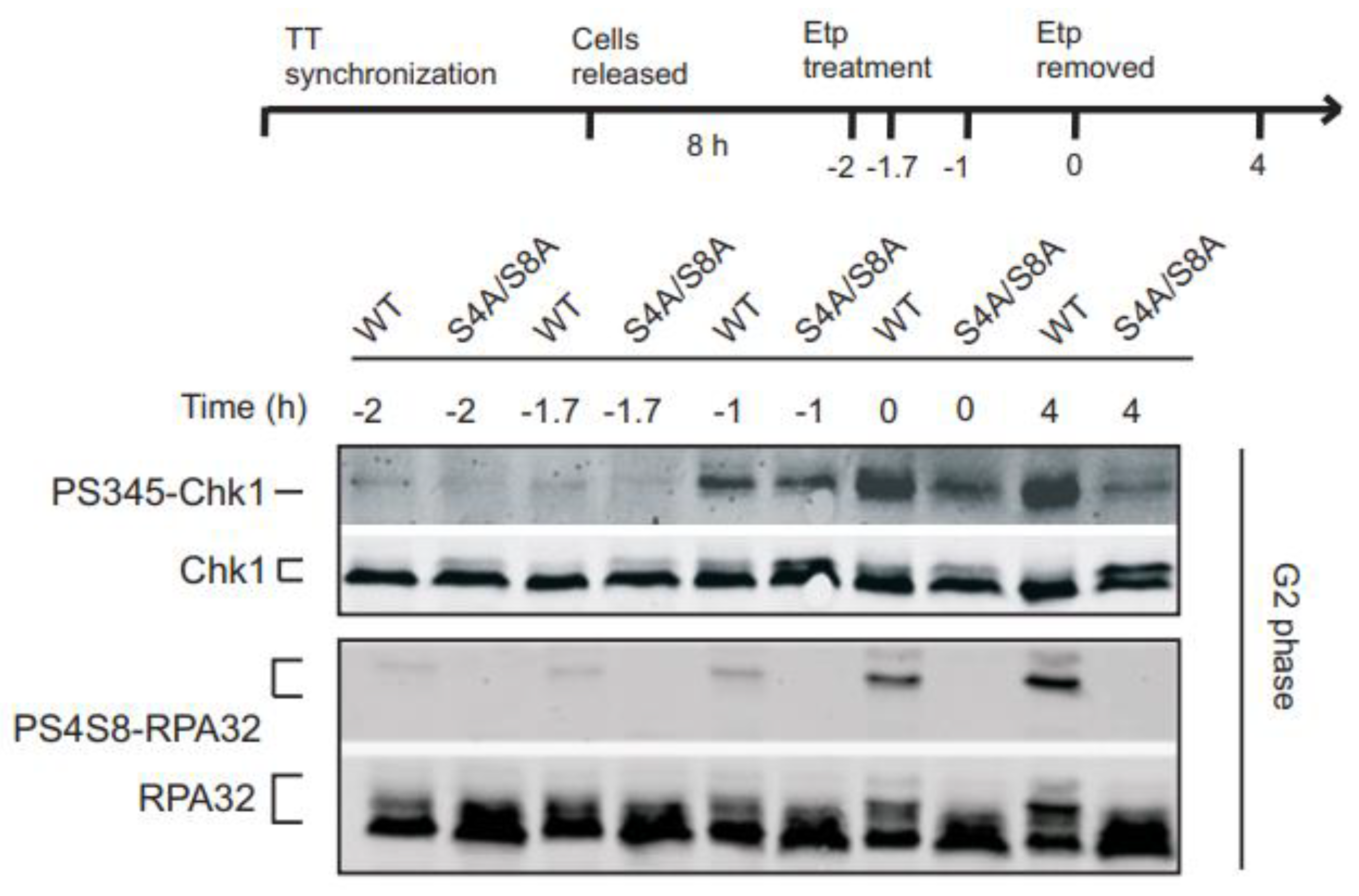 Preprints 91321 g002