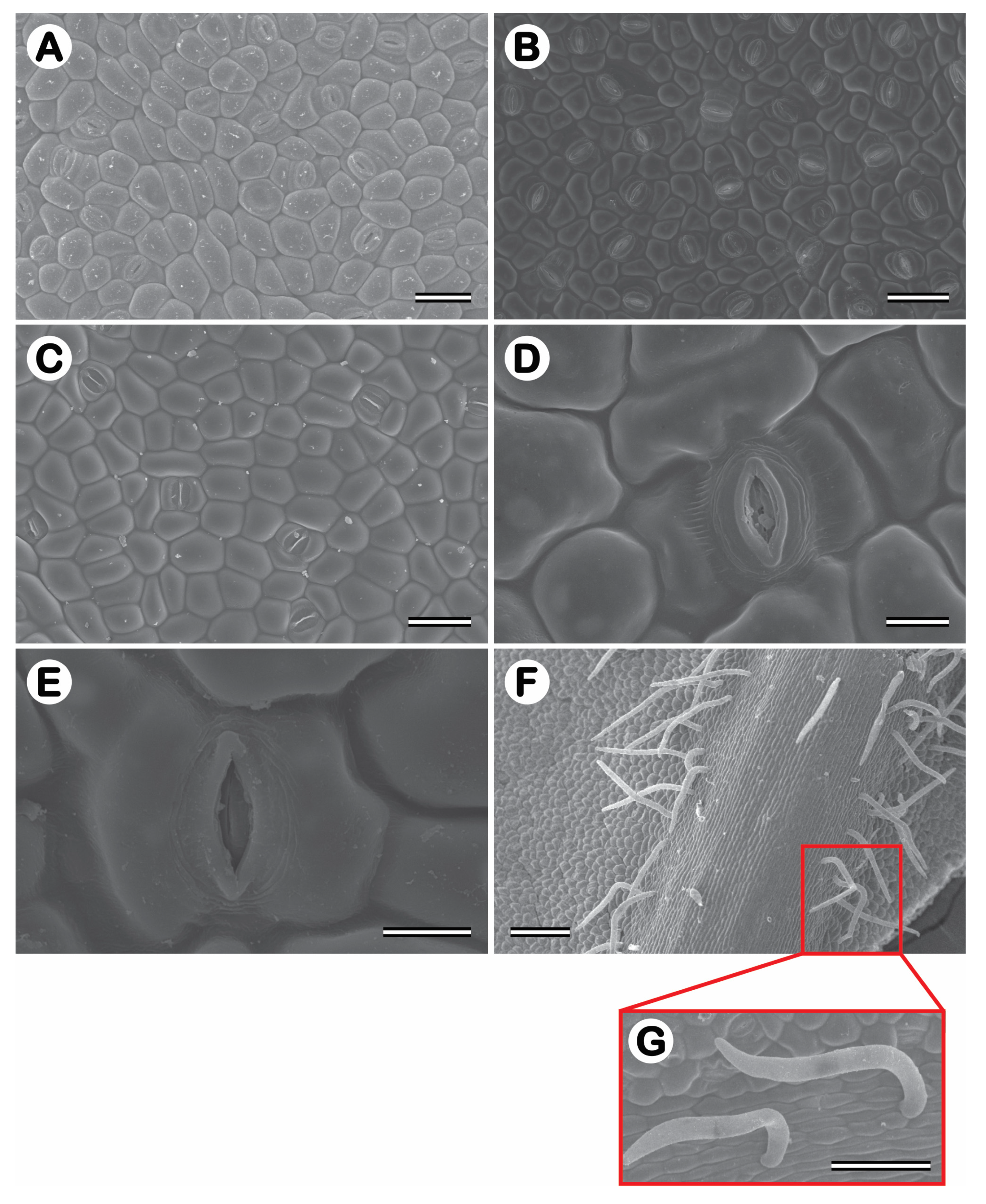 Preprints 78333 g010