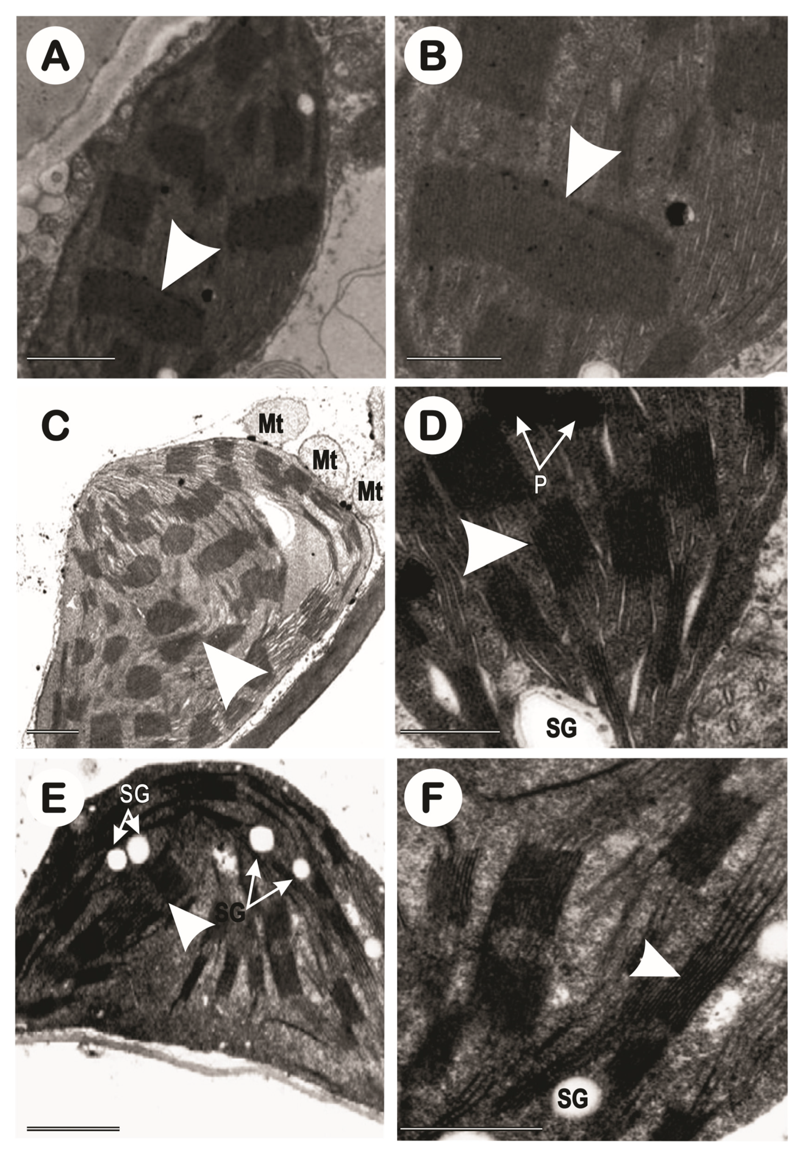 Preprints 78333 g012