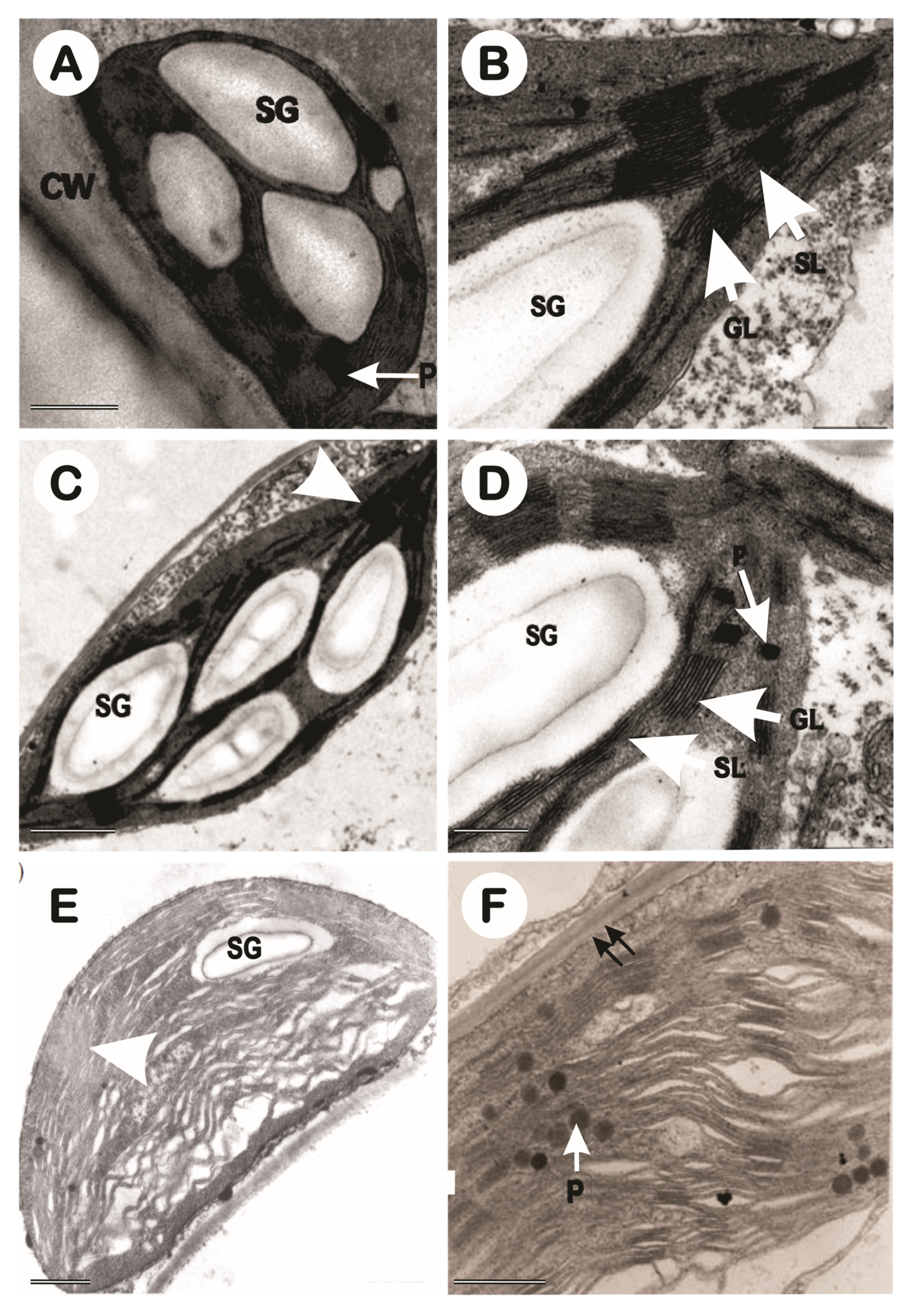 Preprints 78333 g013