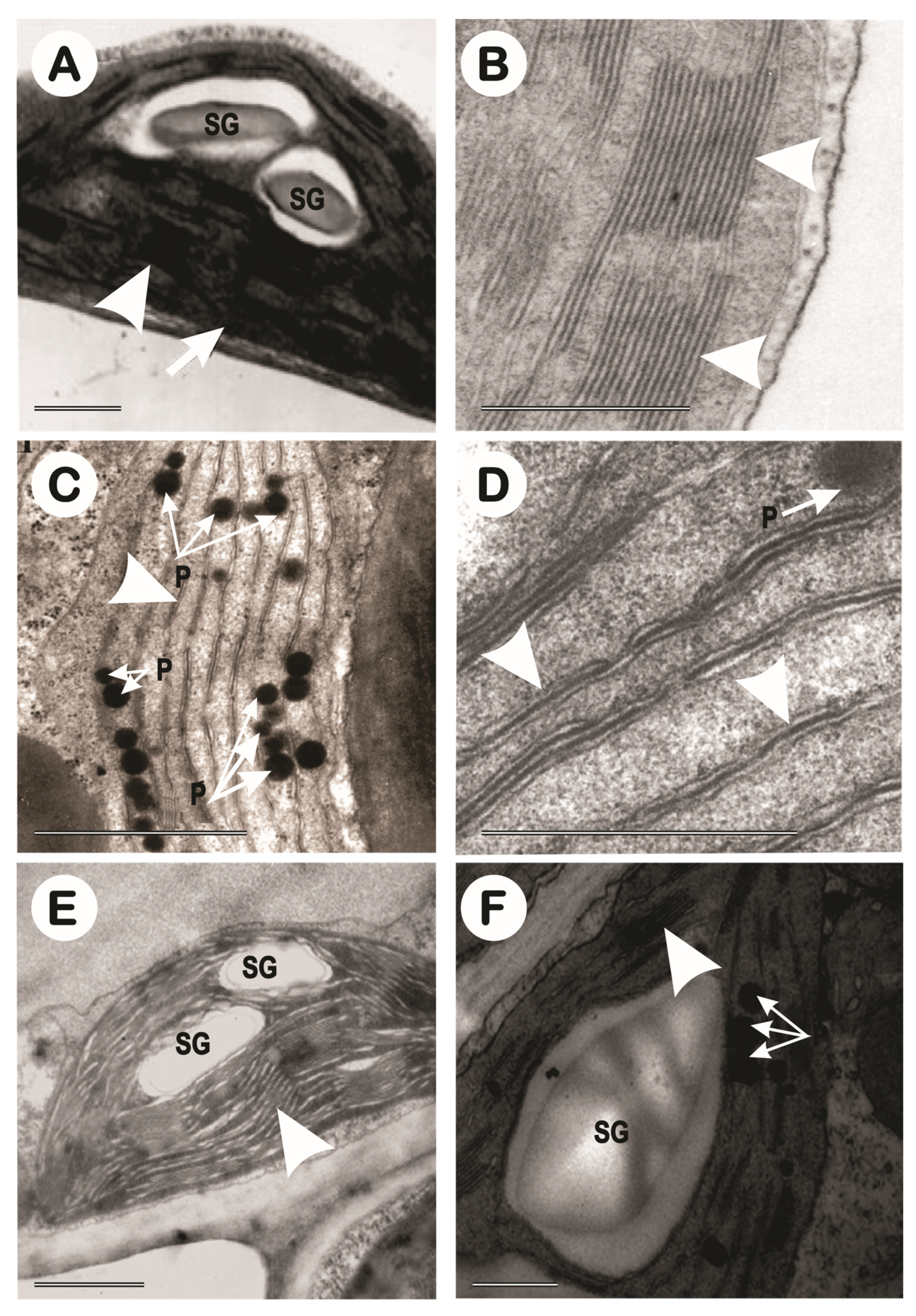 Preprints 78333 g014