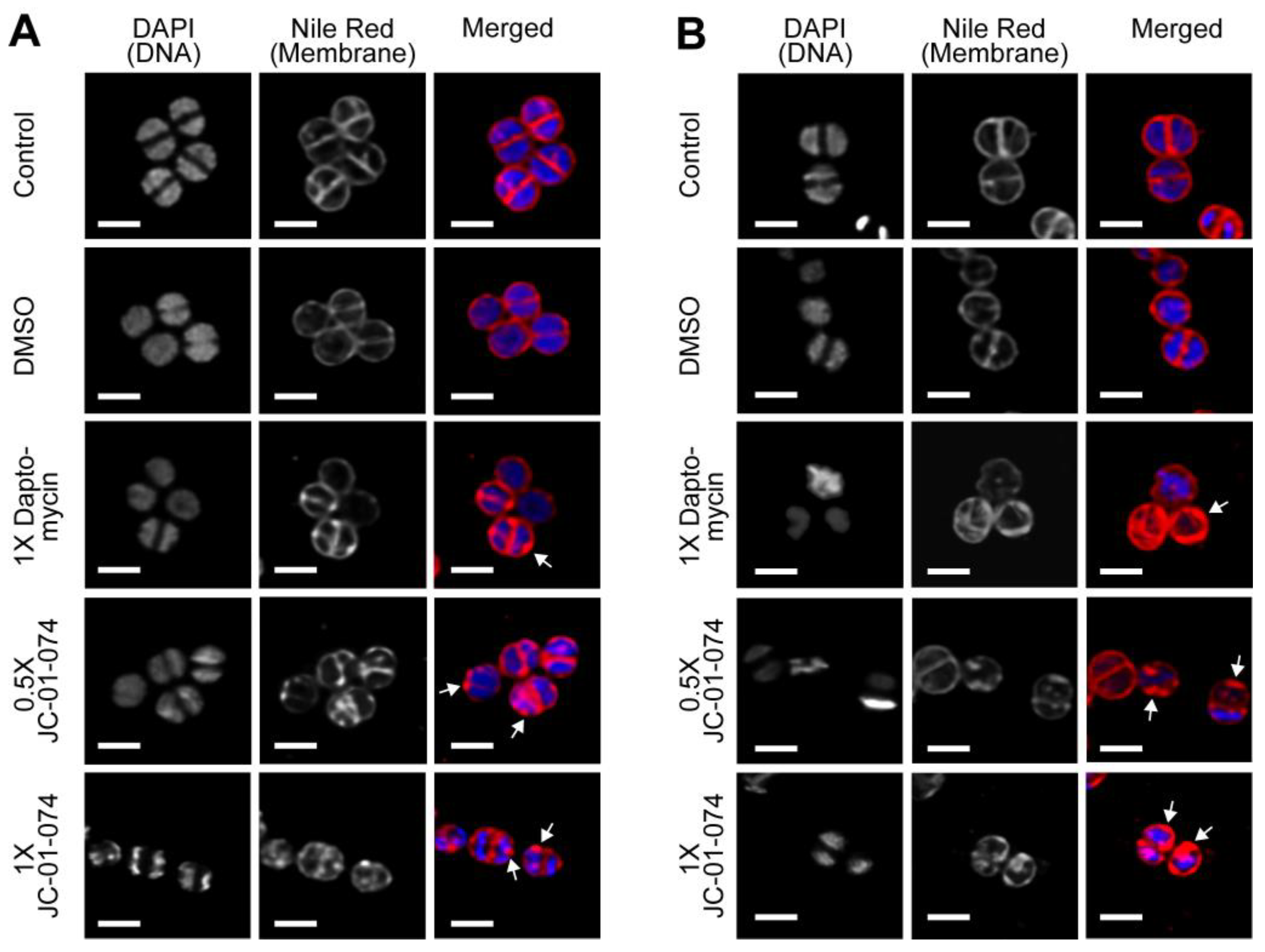 Preprints 116855 g005