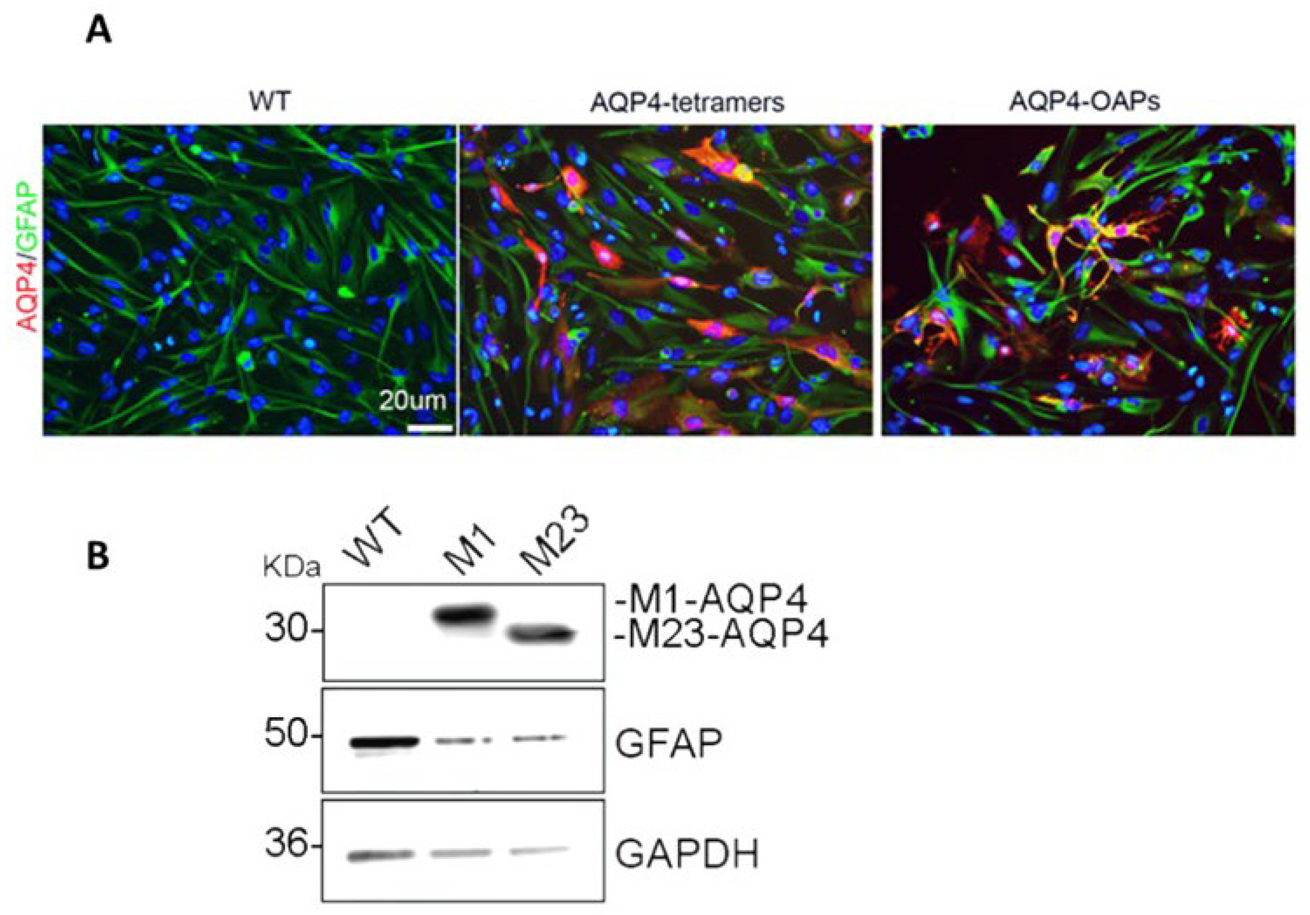 Preprints 111501 g001