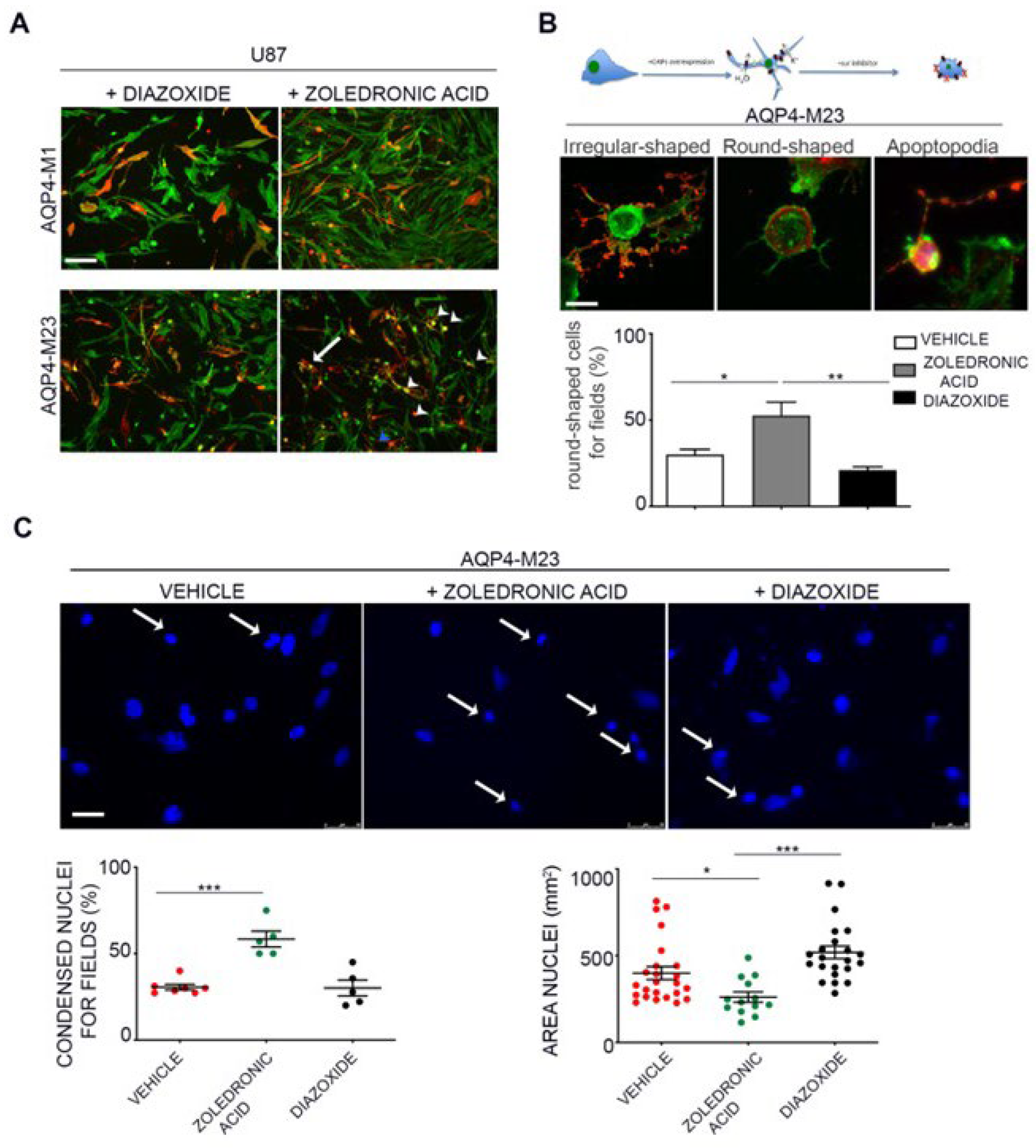 Preprints 111501 g006