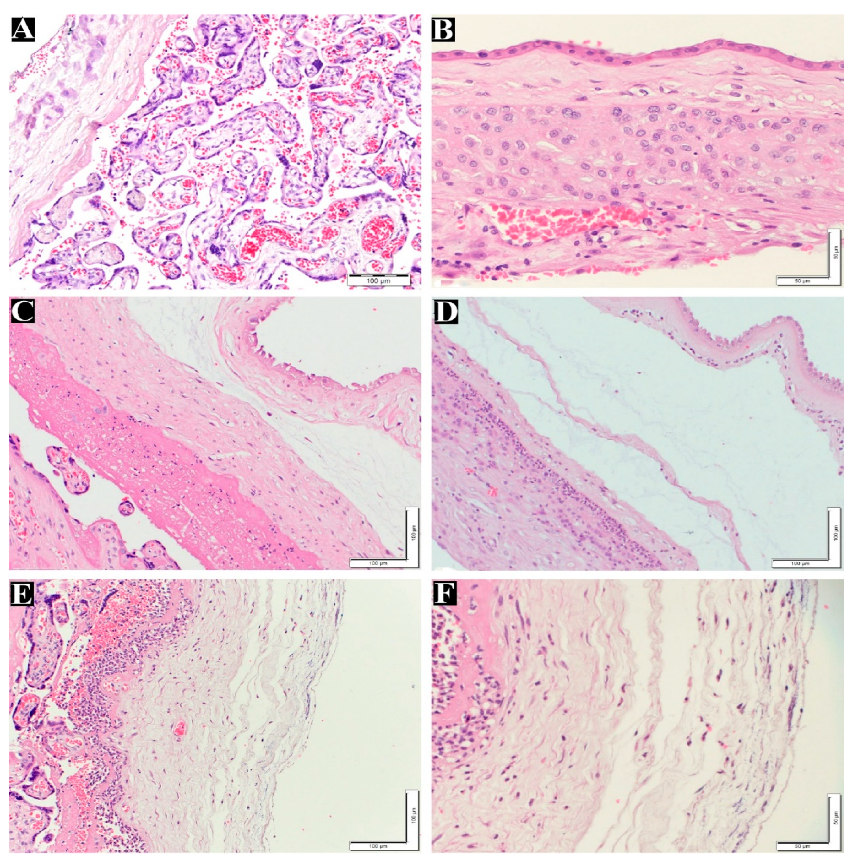 Preprints 90100 g001