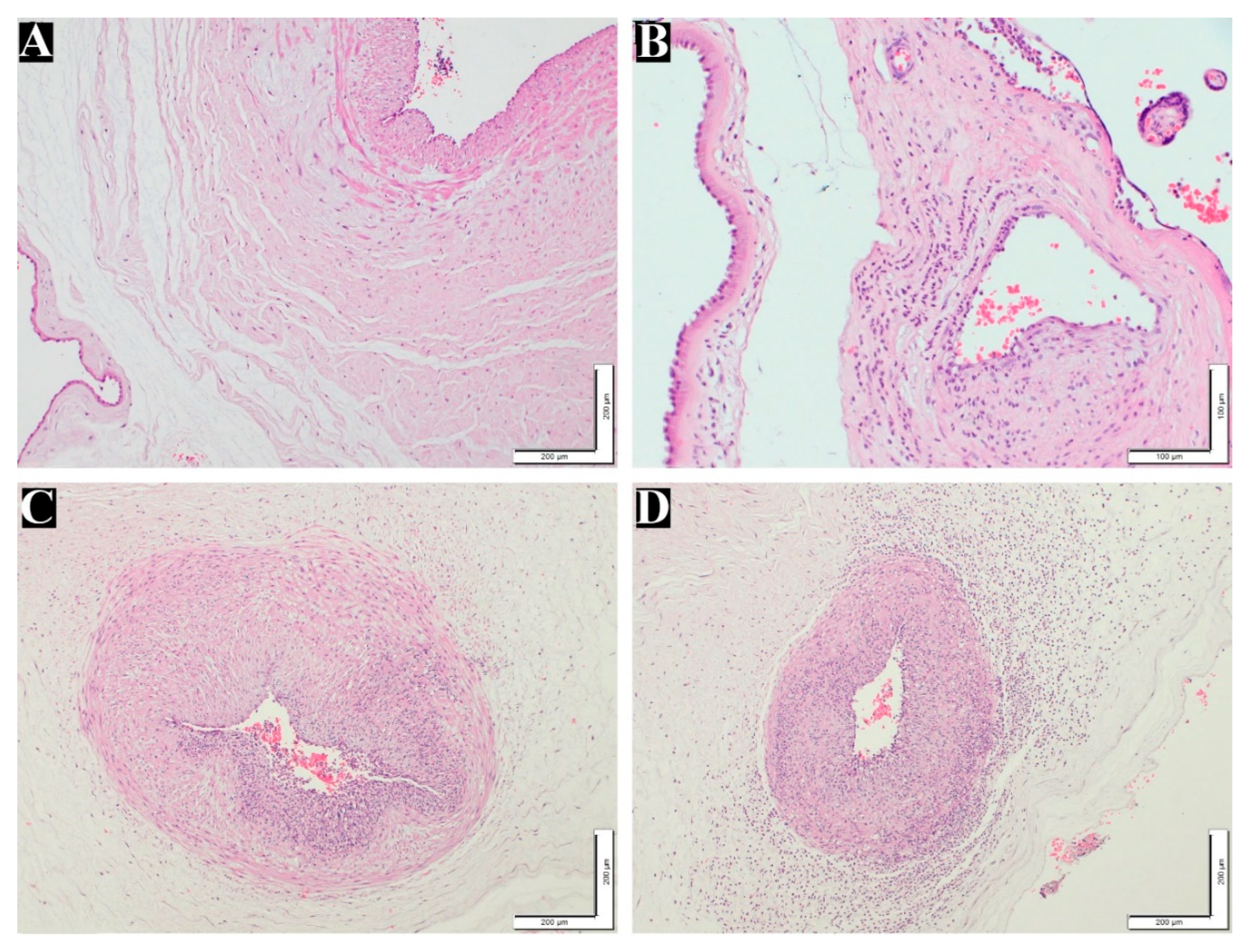 Preprints 90100 g002