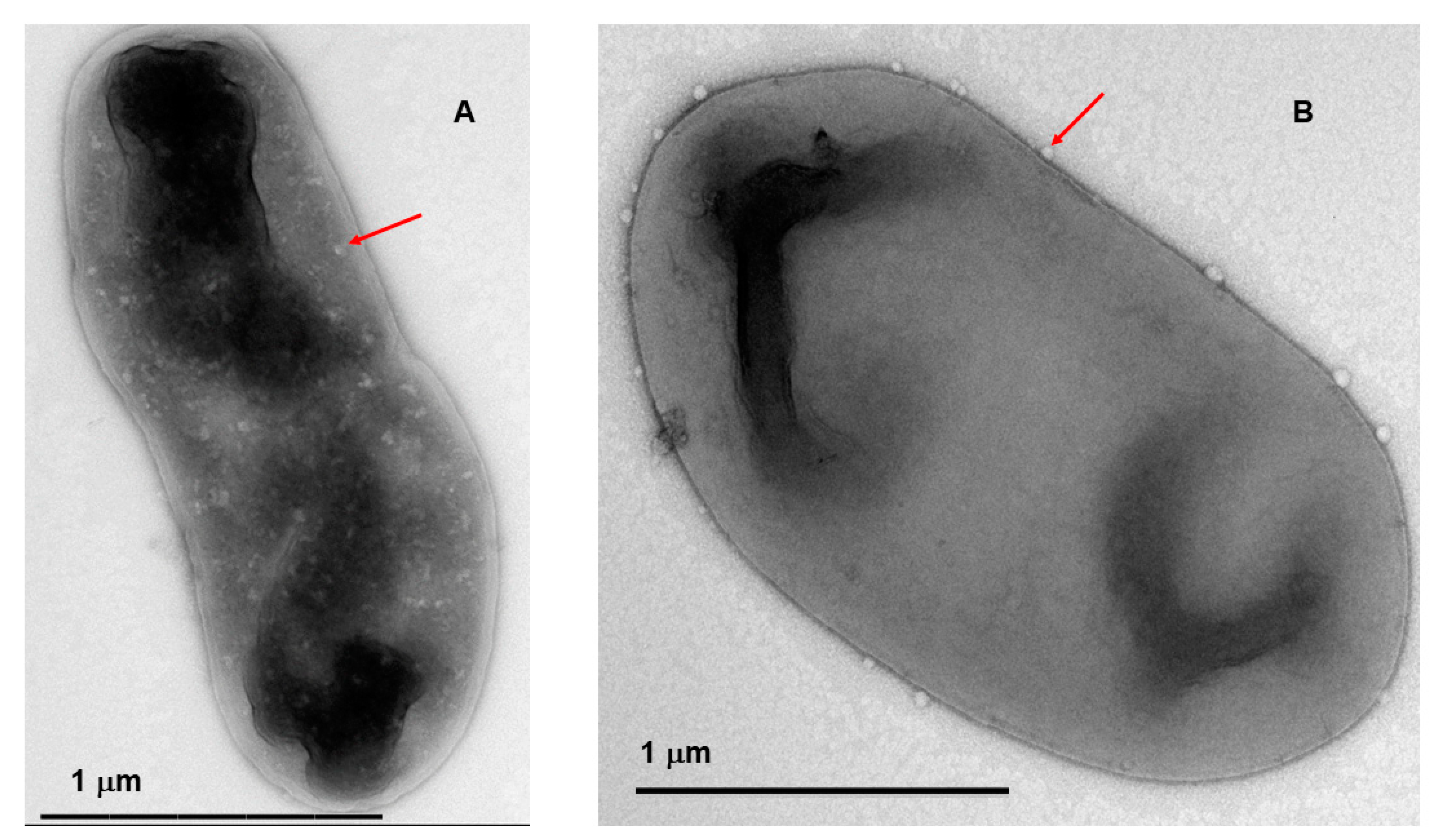 Preprints 94570 g004